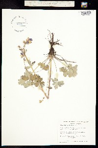 Aquilegia brevistyla image