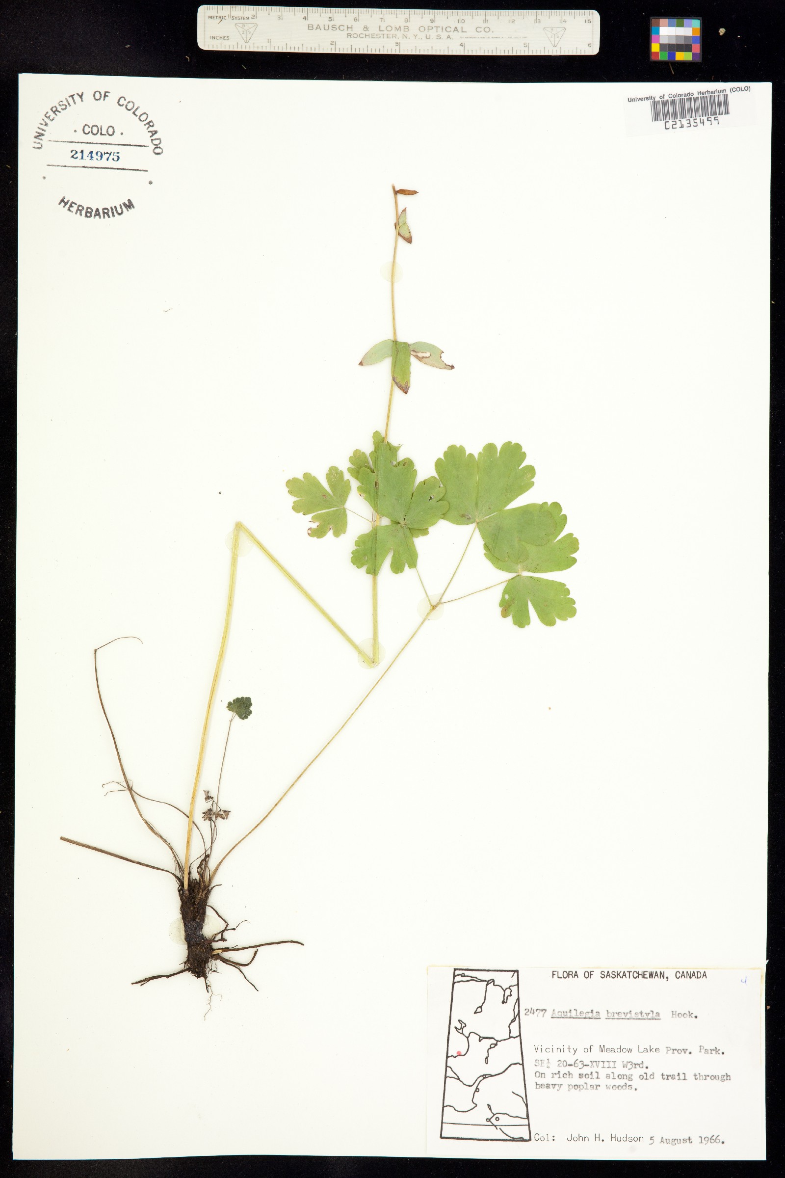 Aquilegia brevistyla image