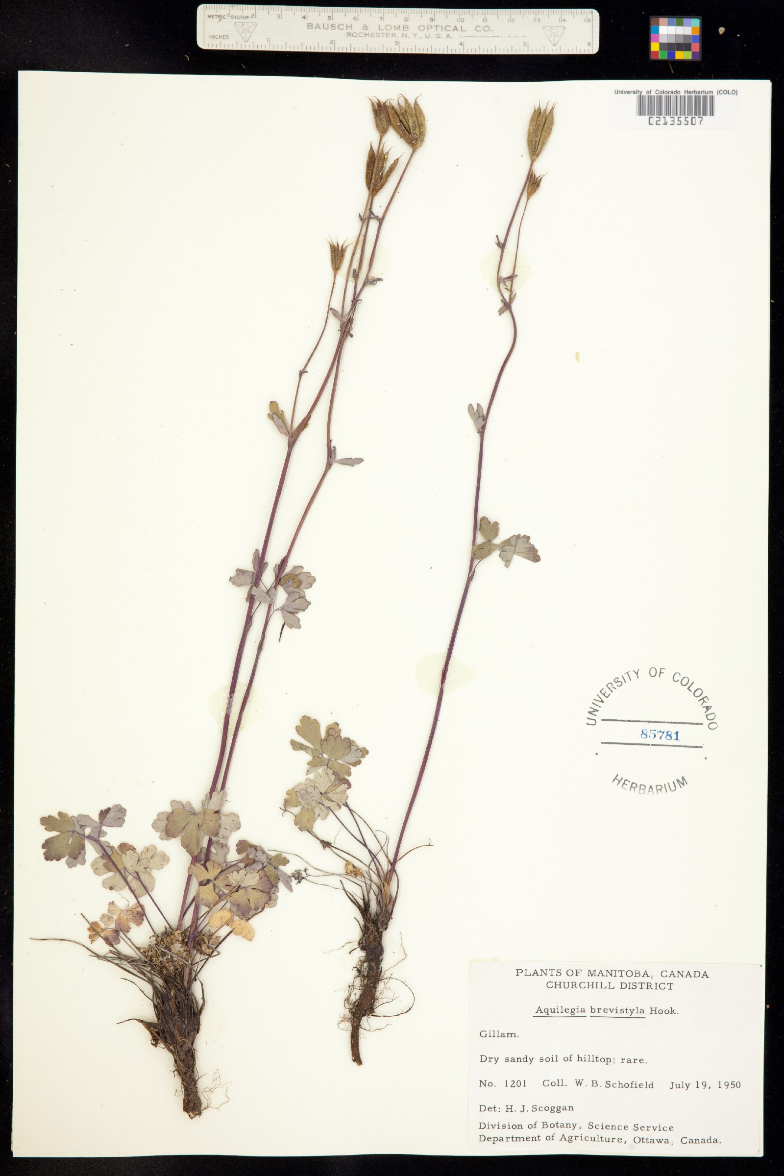 Aquilegia brevistyla image