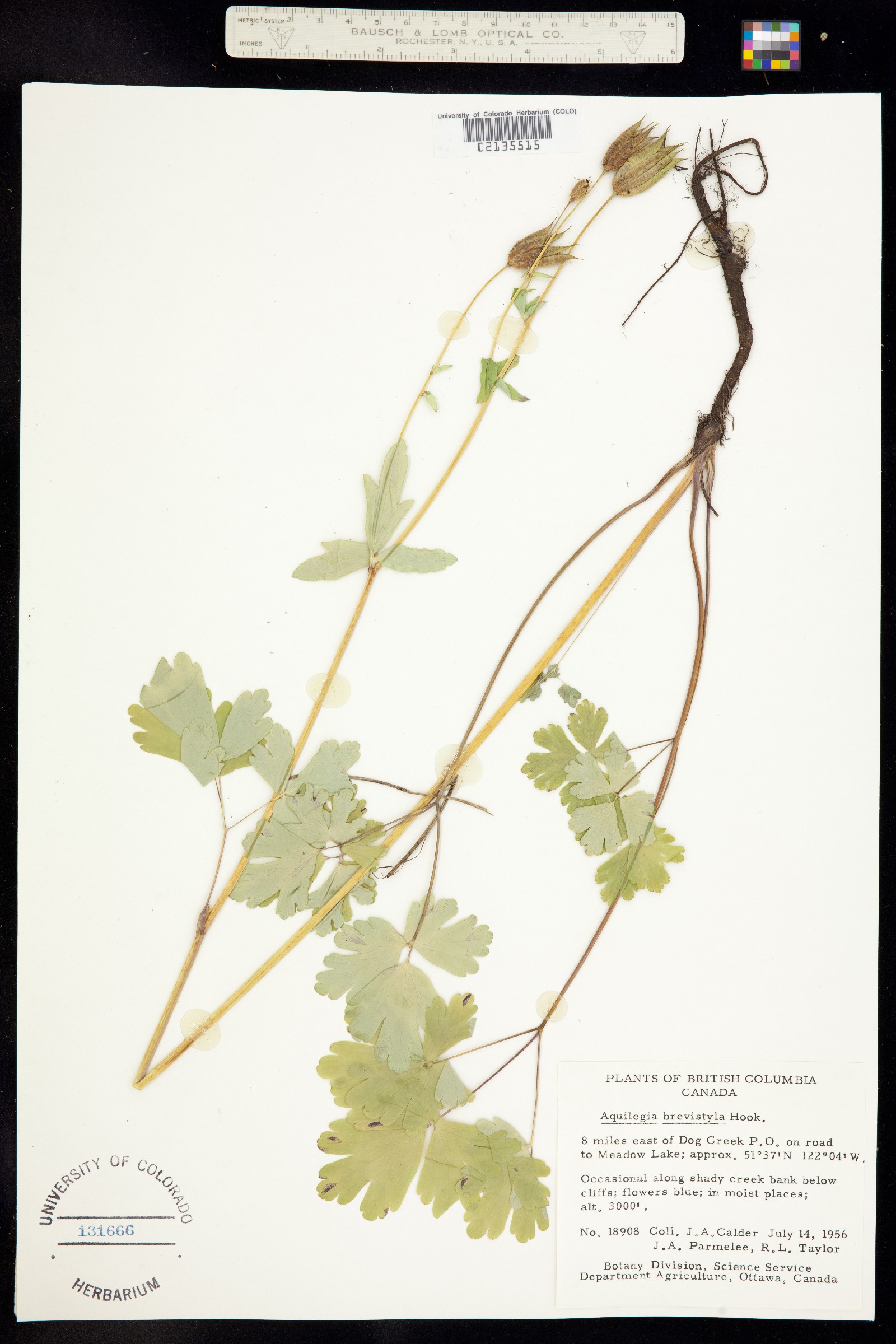 Aquilegia brevistyla image