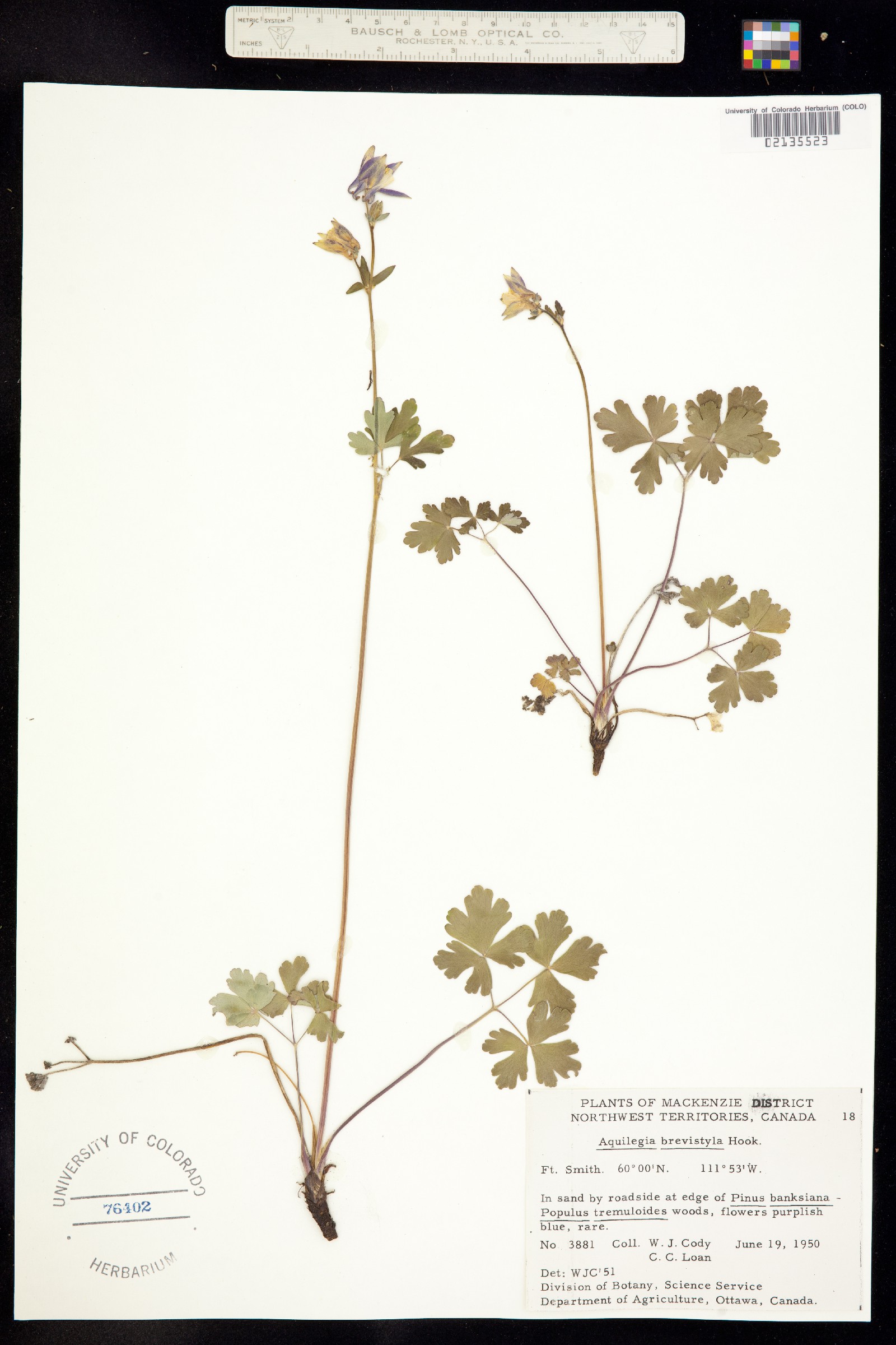 Aquilegia brevistyla image