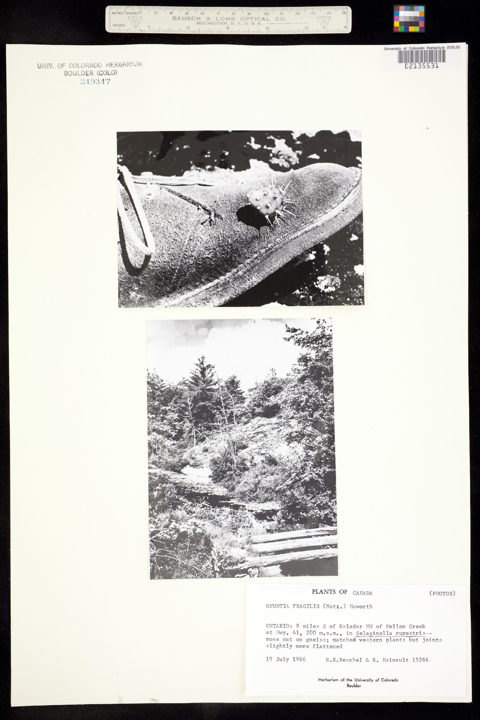 Opuntia fragilis image