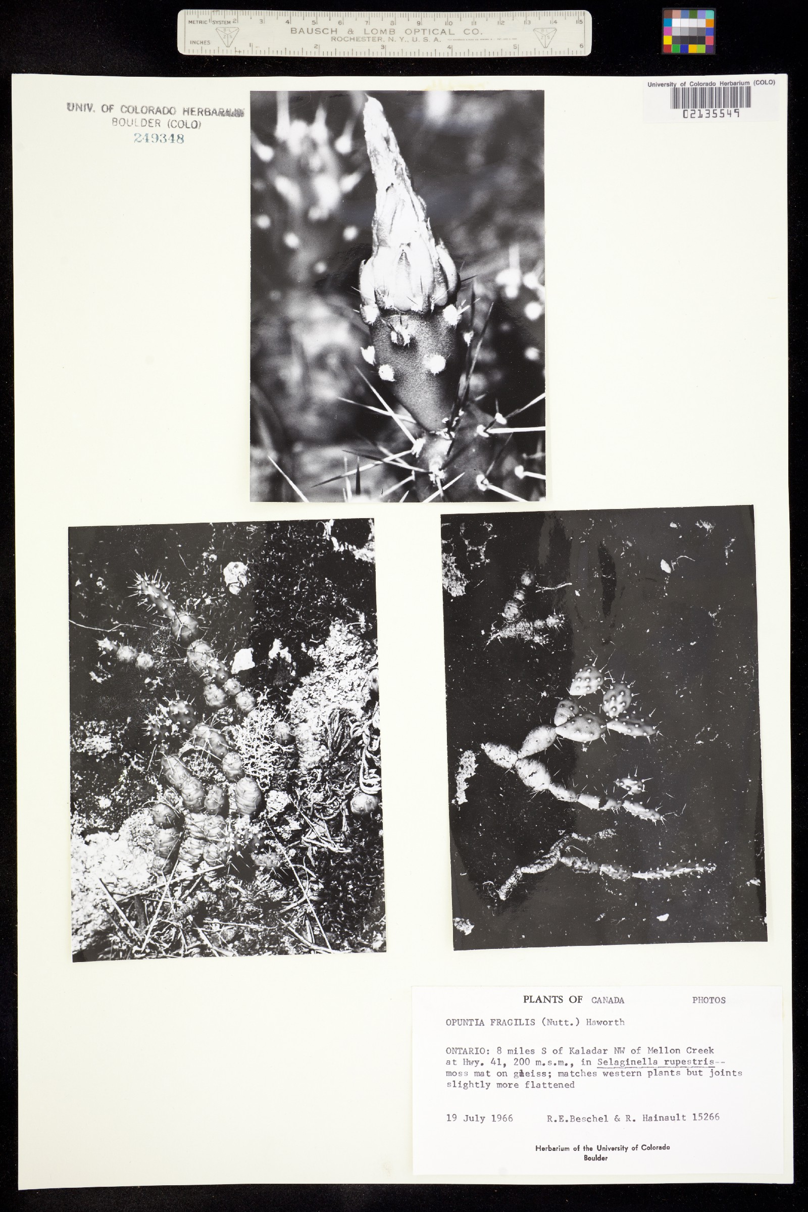 Opuntia fragilis image