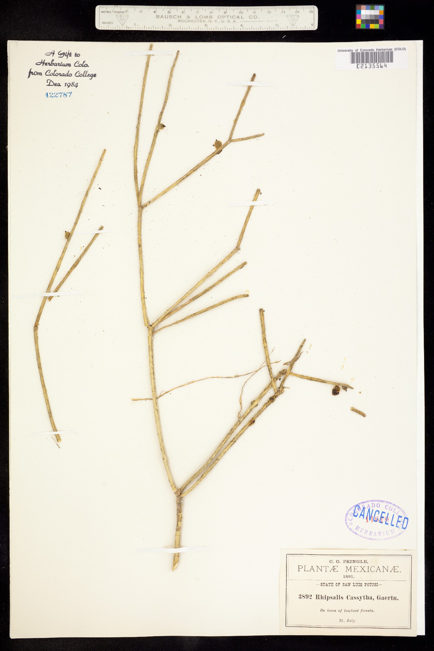 Rhipsalis image