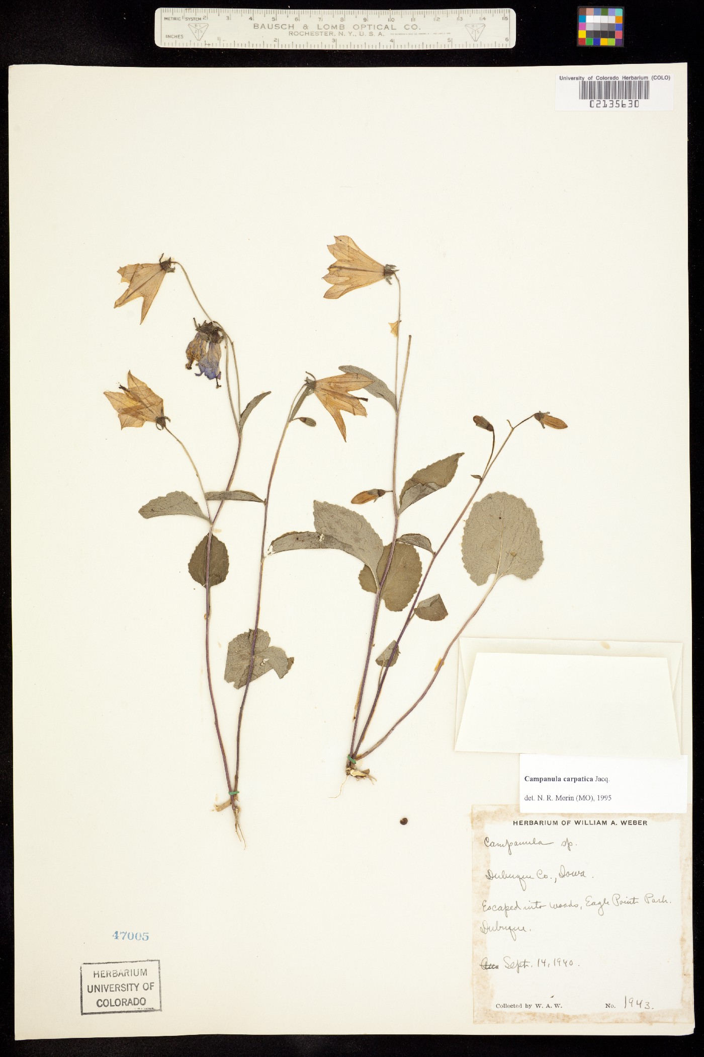 Campanula carpatica image