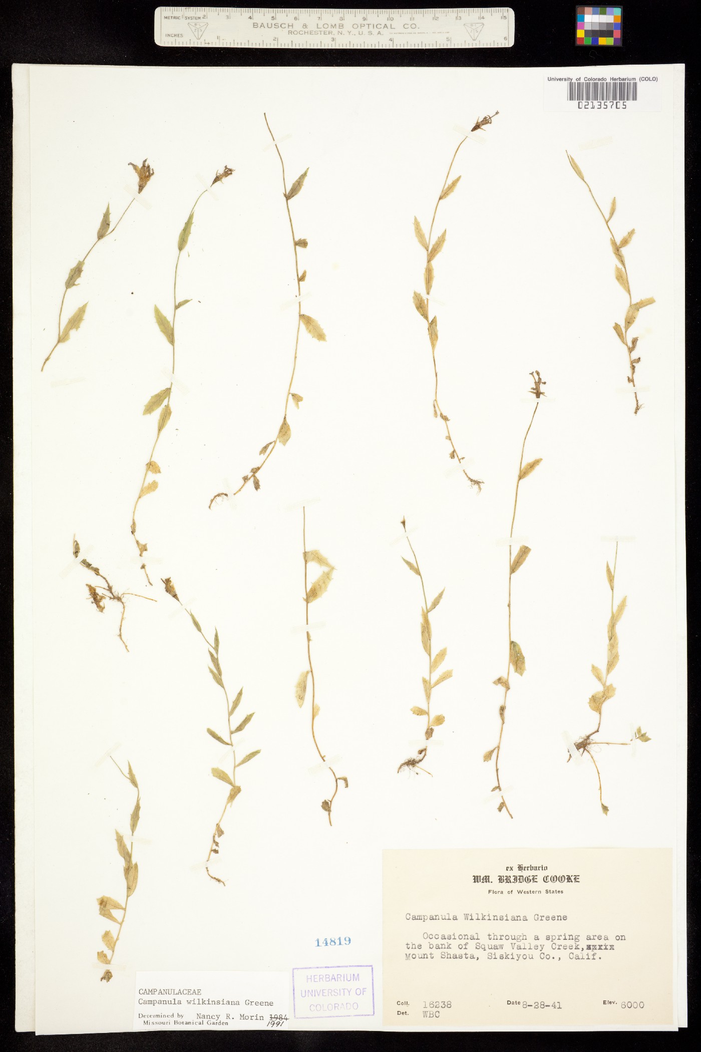Campanula wilkinsiana image