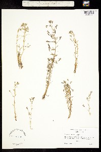 Laurentia carnosula image