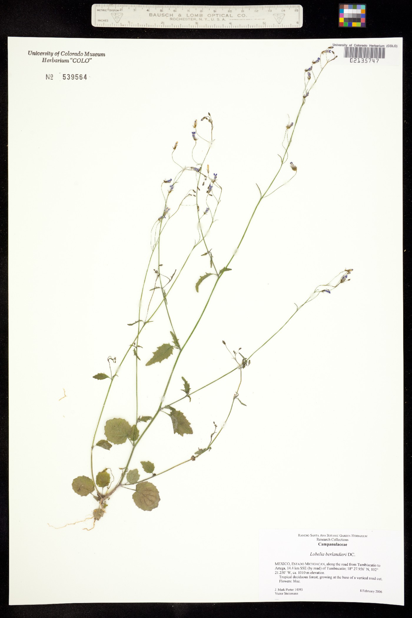 Lobelia berlandieri image
