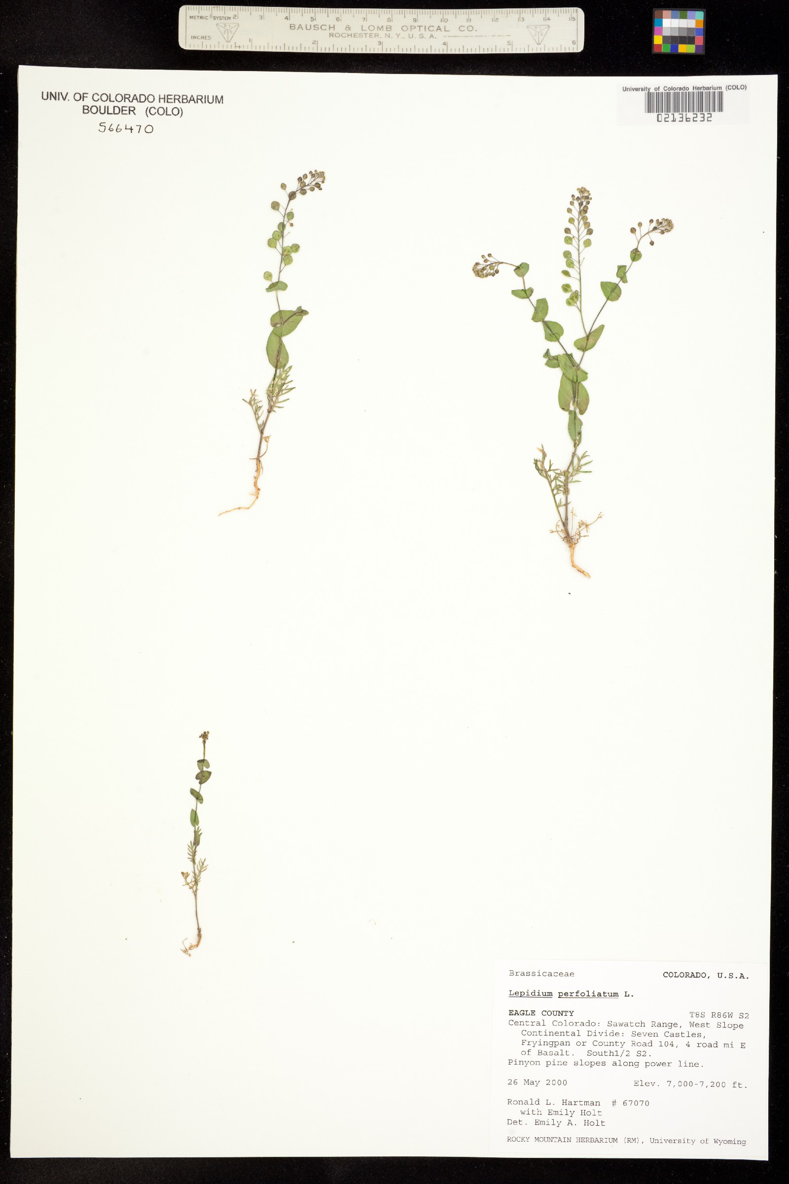 Lepidium perfoliatum image