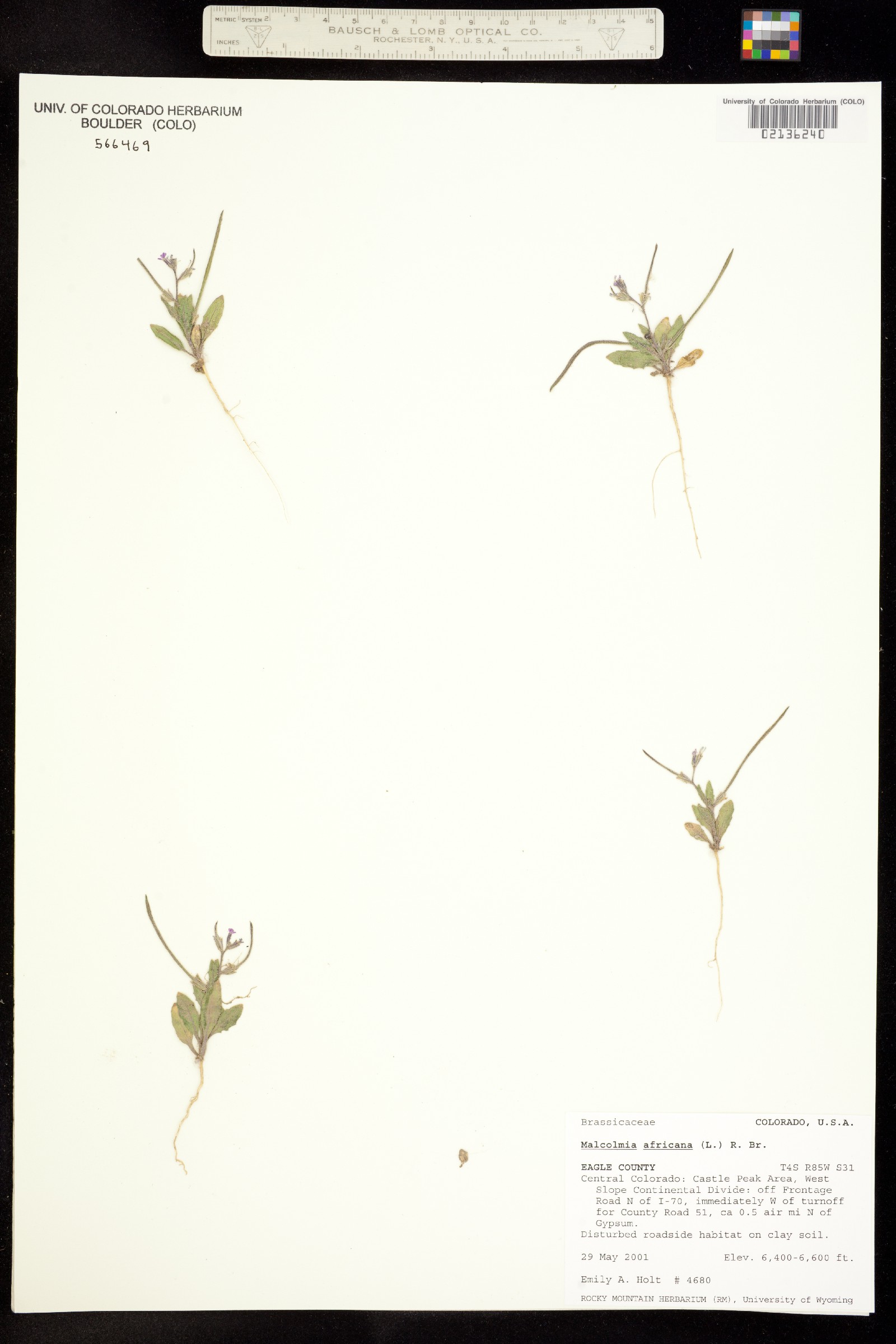 Strigosella africana image