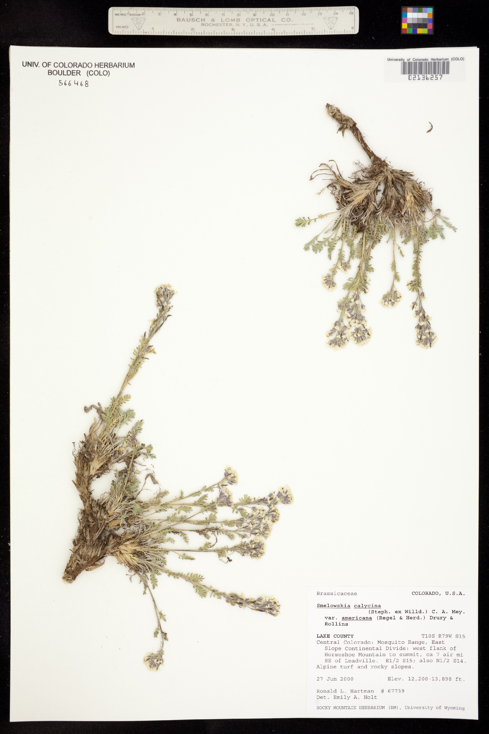 Smelowskia americana image