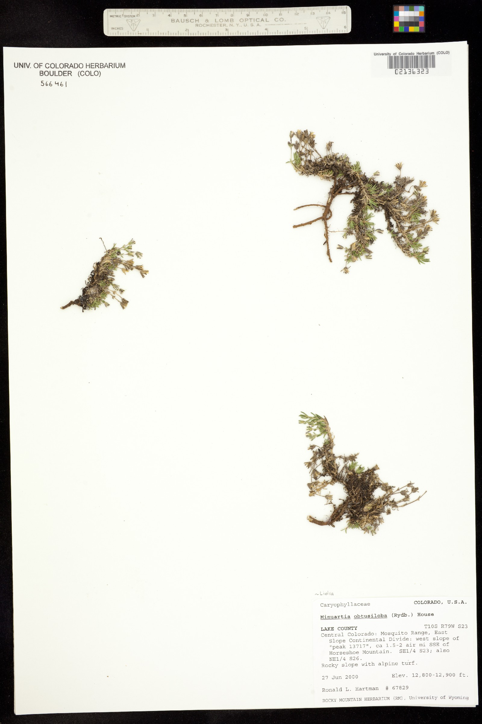 Minuartia obtusiloba image