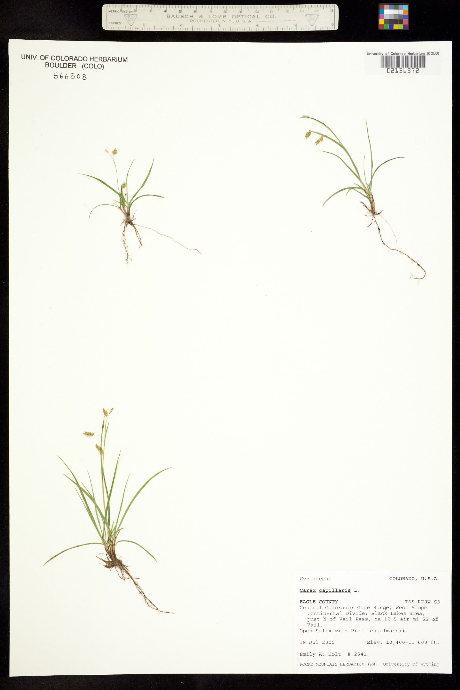 Carex capillaris image