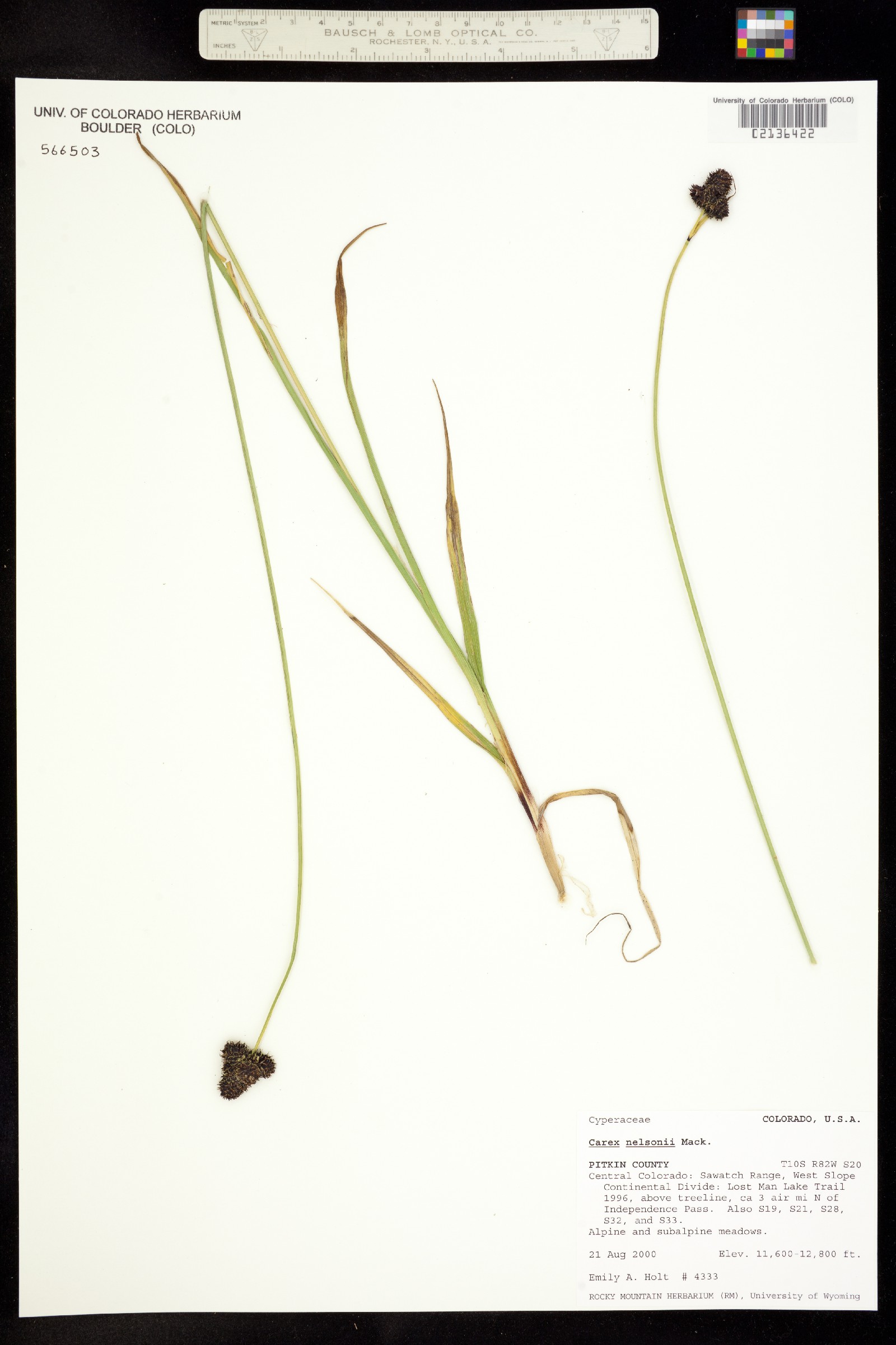 Carex nelsonii image