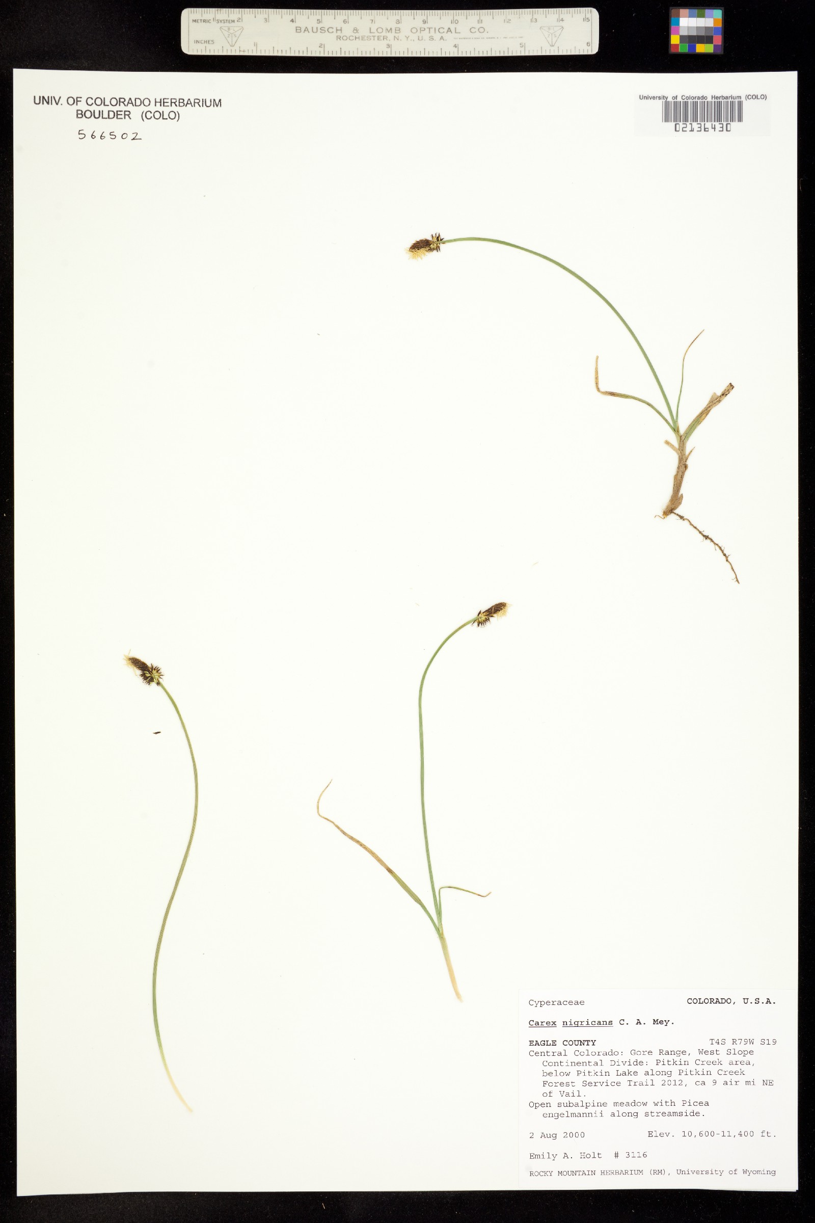 Carex nigricans image