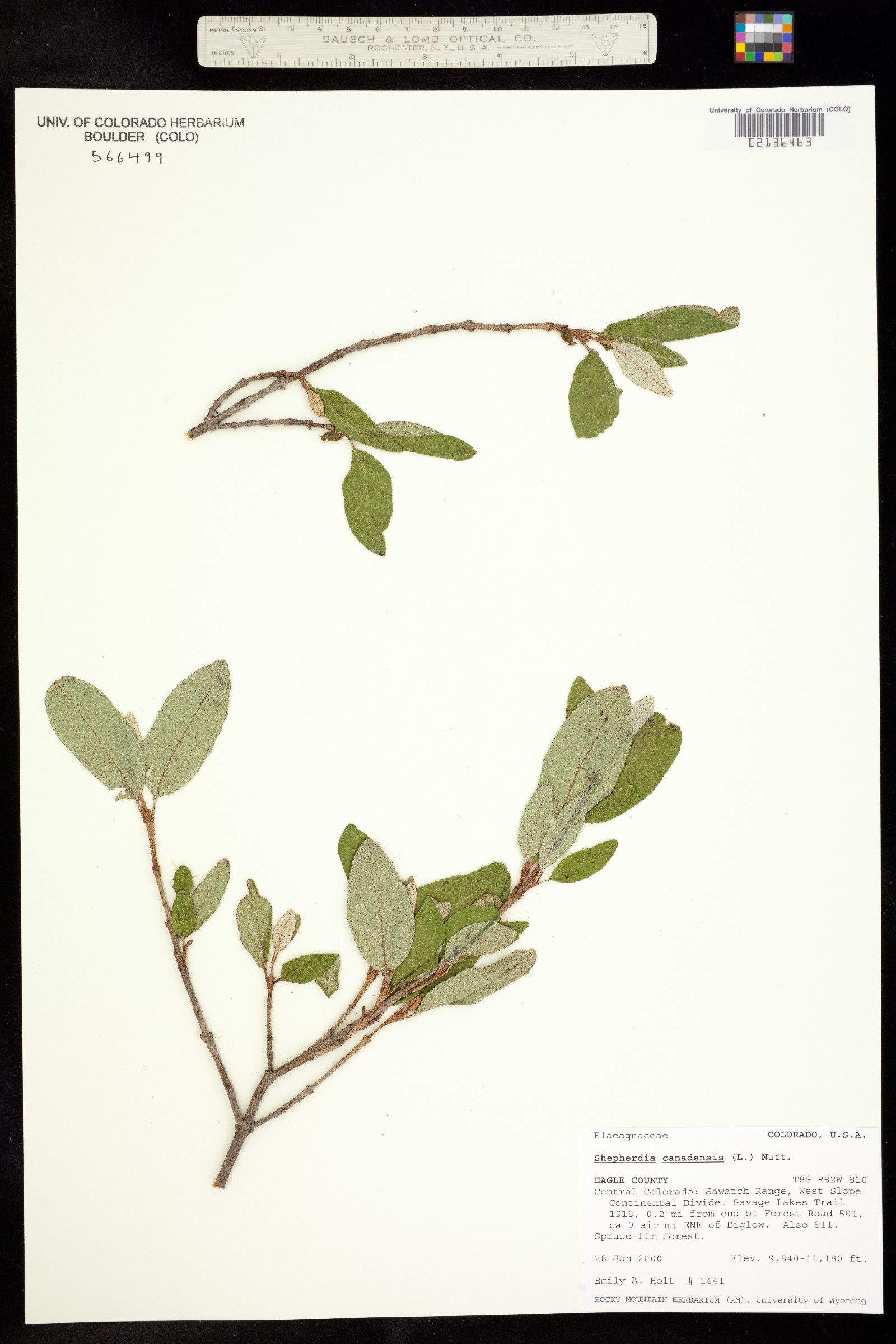 Shepherdia canadensis image