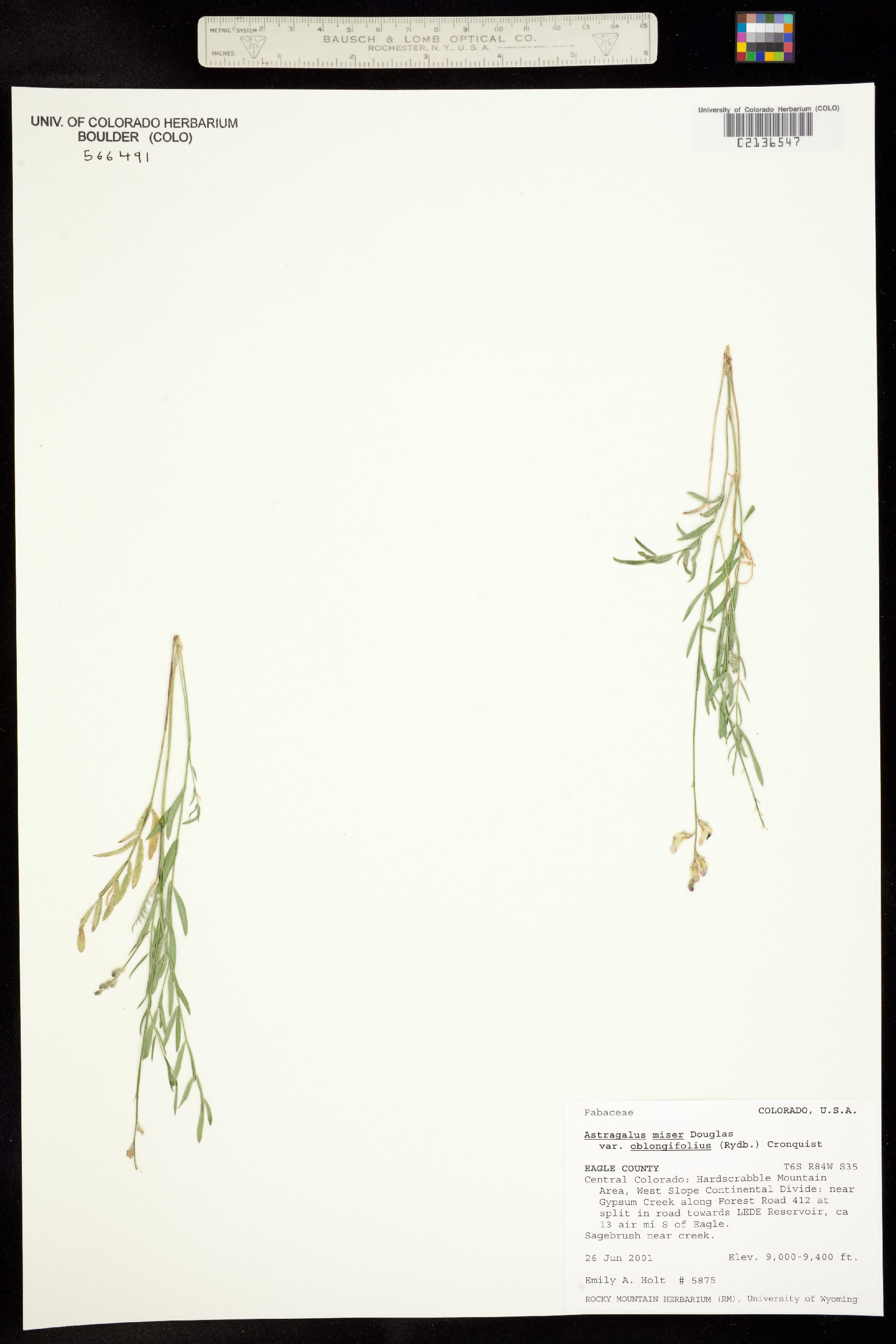 Astragalus miser image