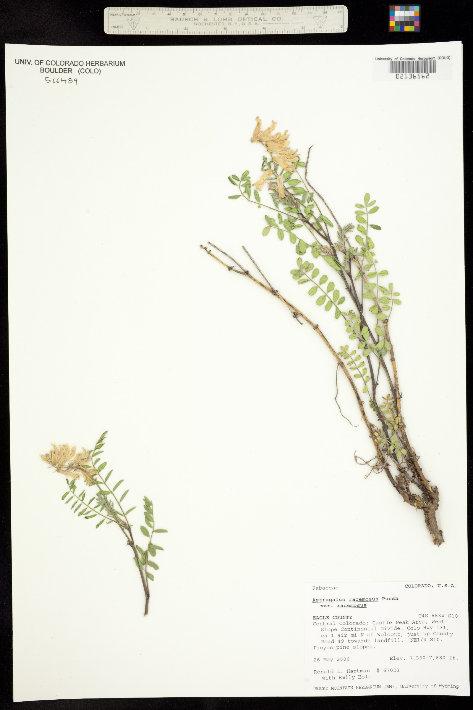 Astragalus racemosus image