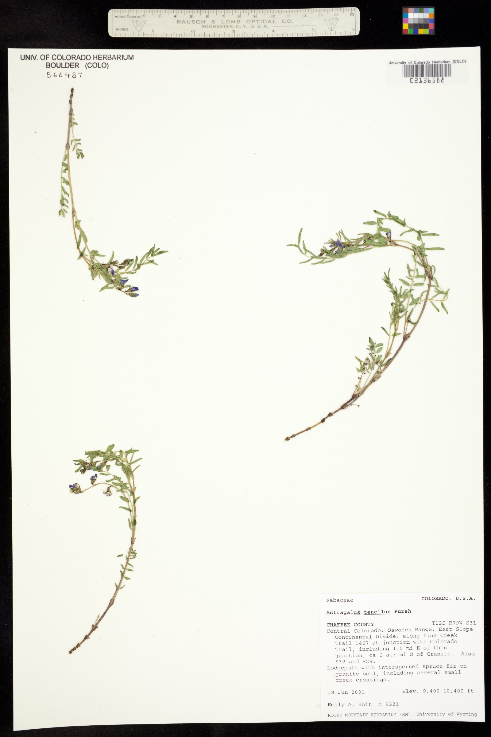 Astragalus multiflorus image
