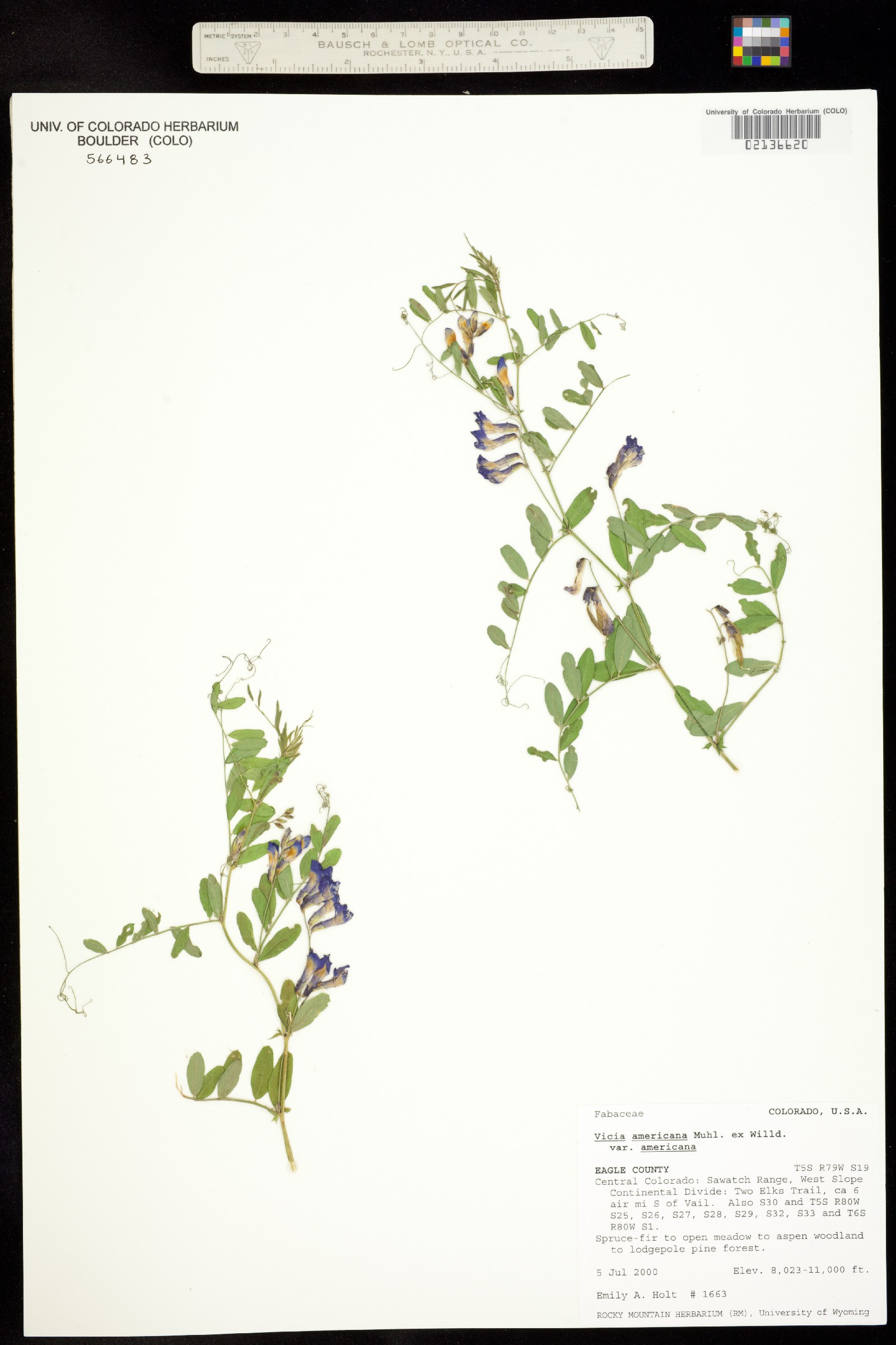 Vicia americana ssp. americana image