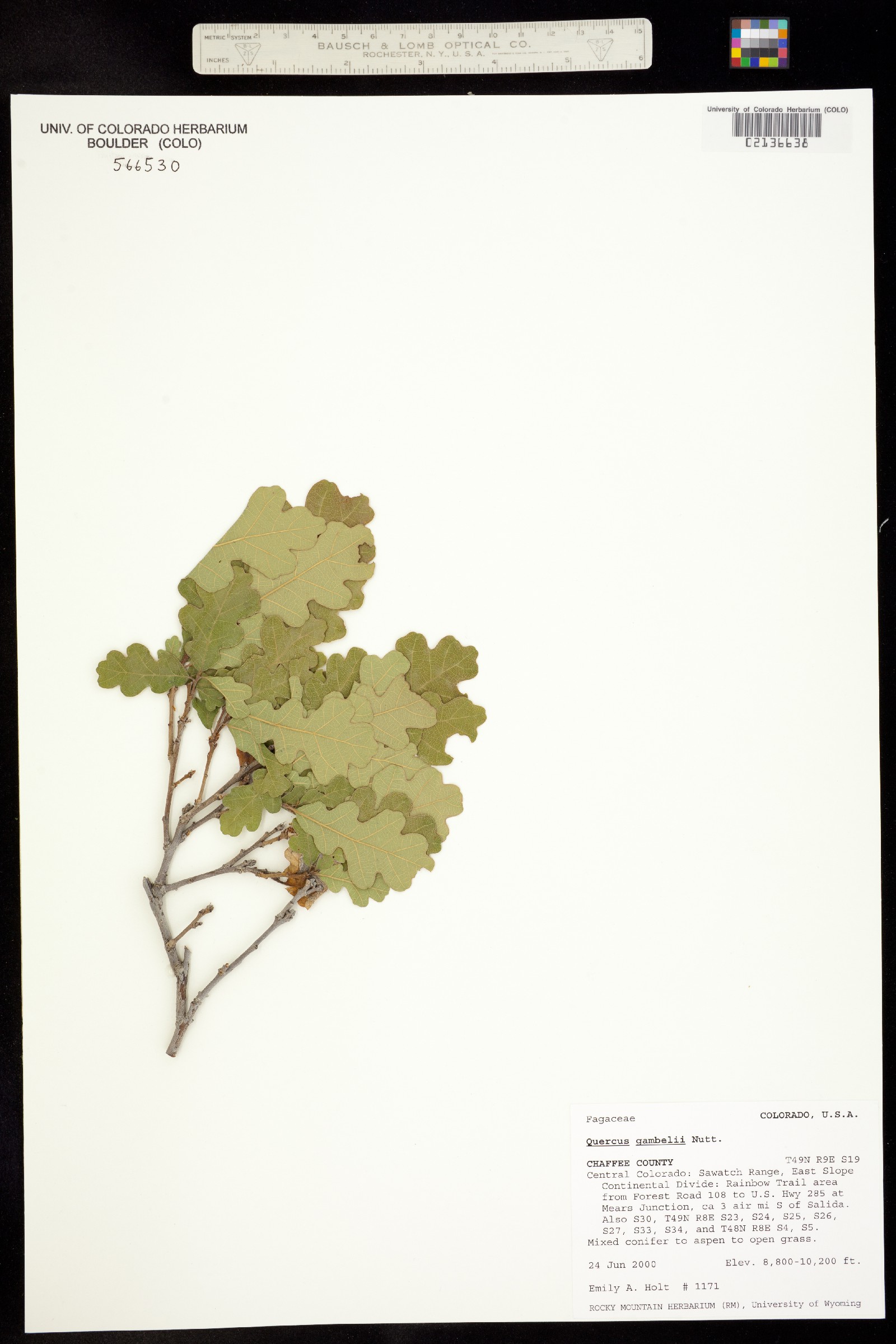 Quercus gambelii image