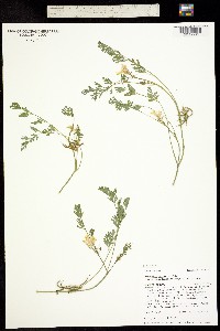 Corydalis curvisiliqua ssp. occidentalis image