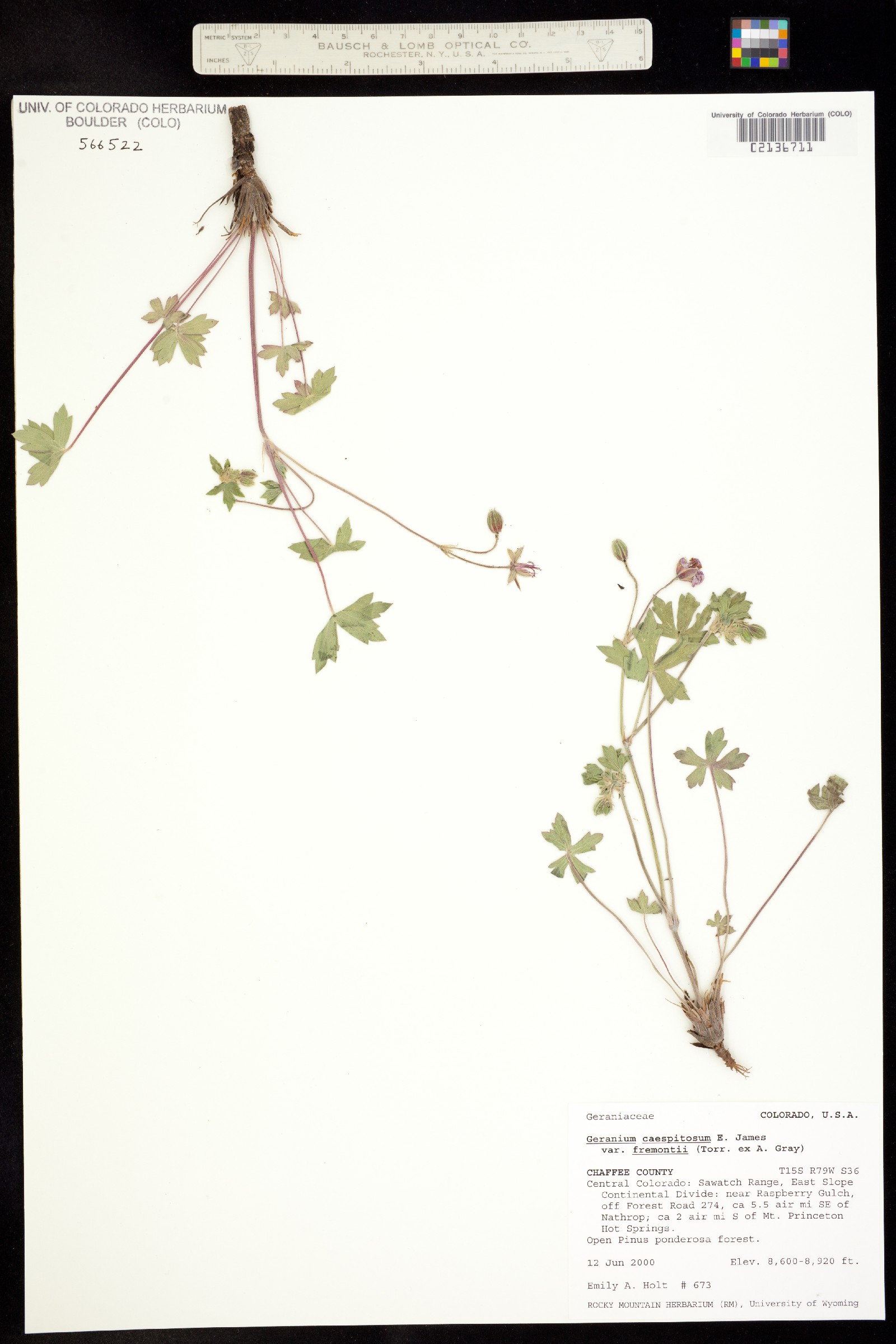 Geranium caespitosum image