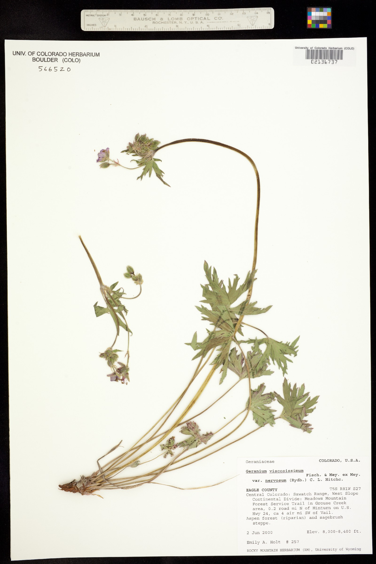 Geranium viscosissimum var. incisum image