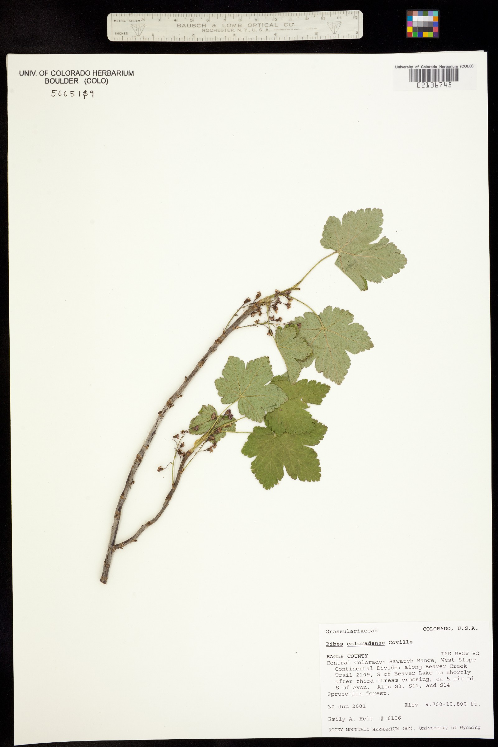 Ribes laxiflorum image