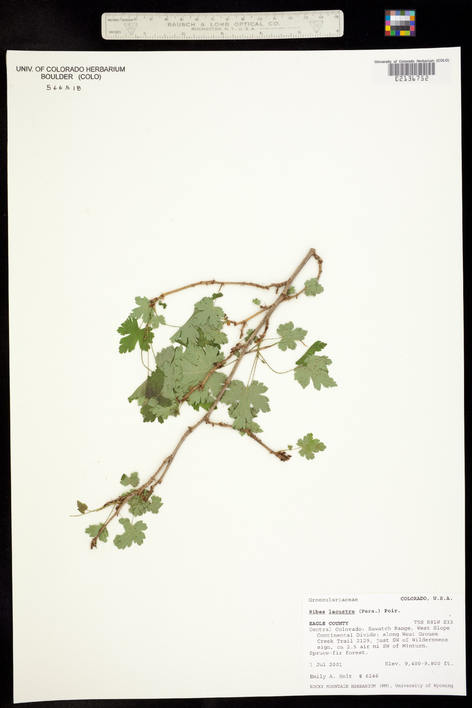 Ribes lacustre image