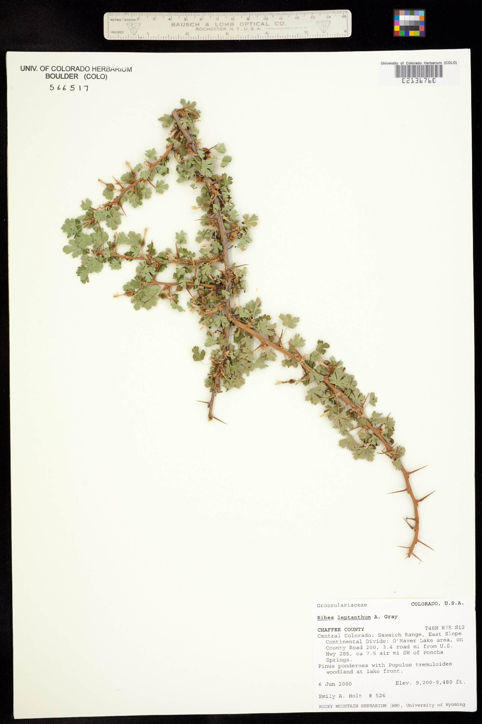 Ribes leptanthum image