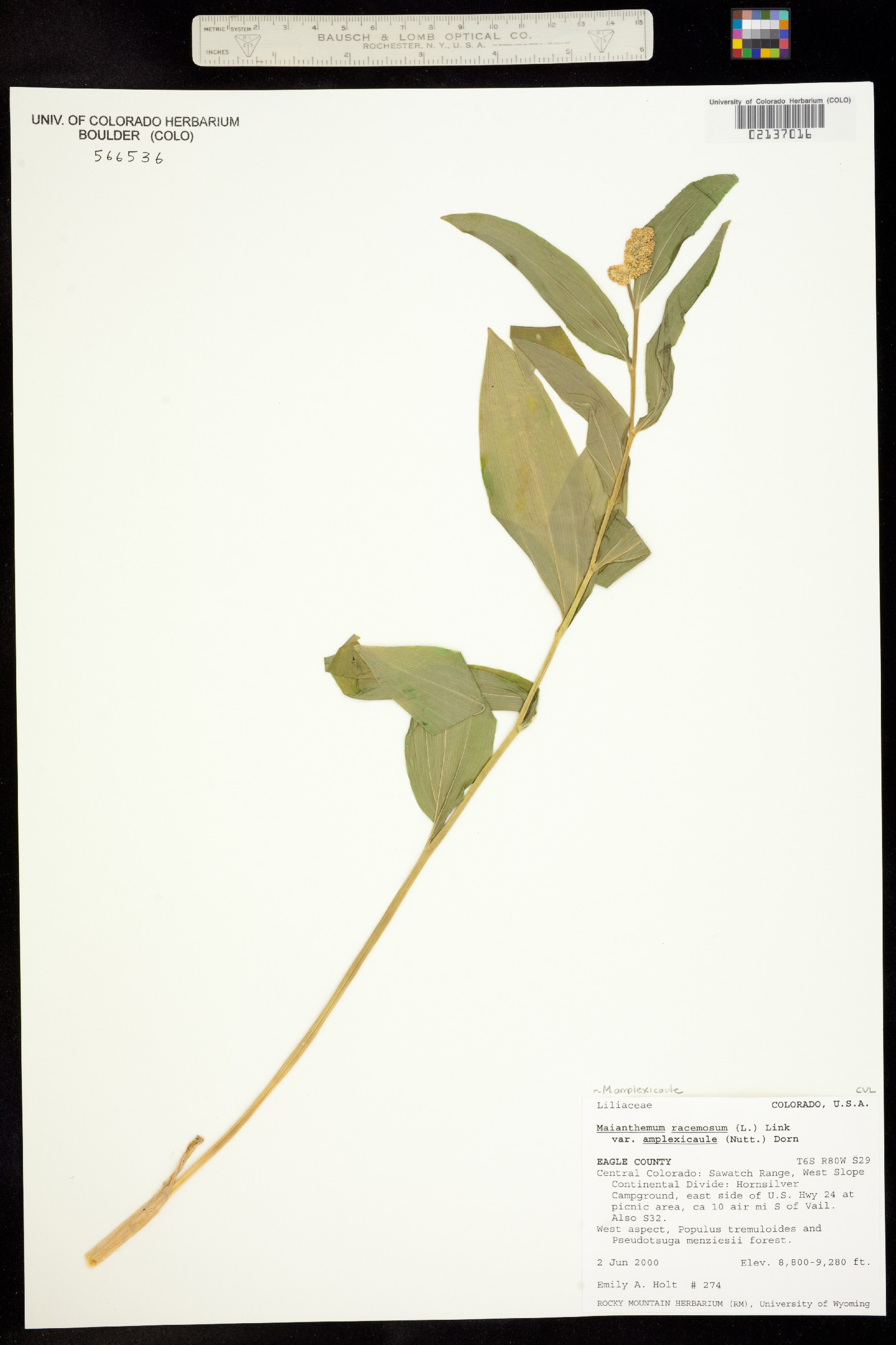 Maianthemum racemosum image