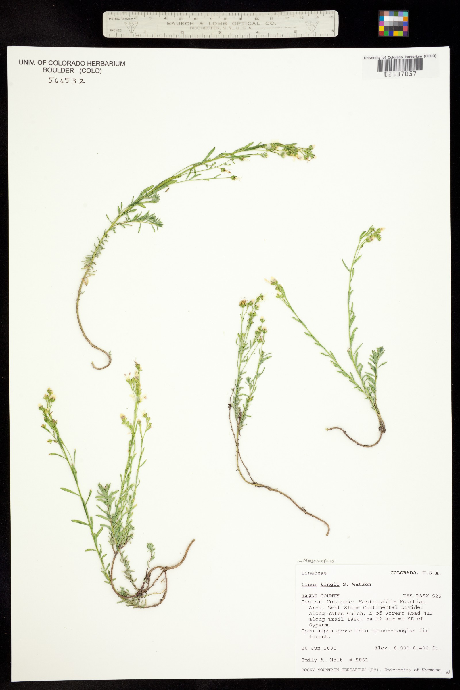 Mesyniopsis image