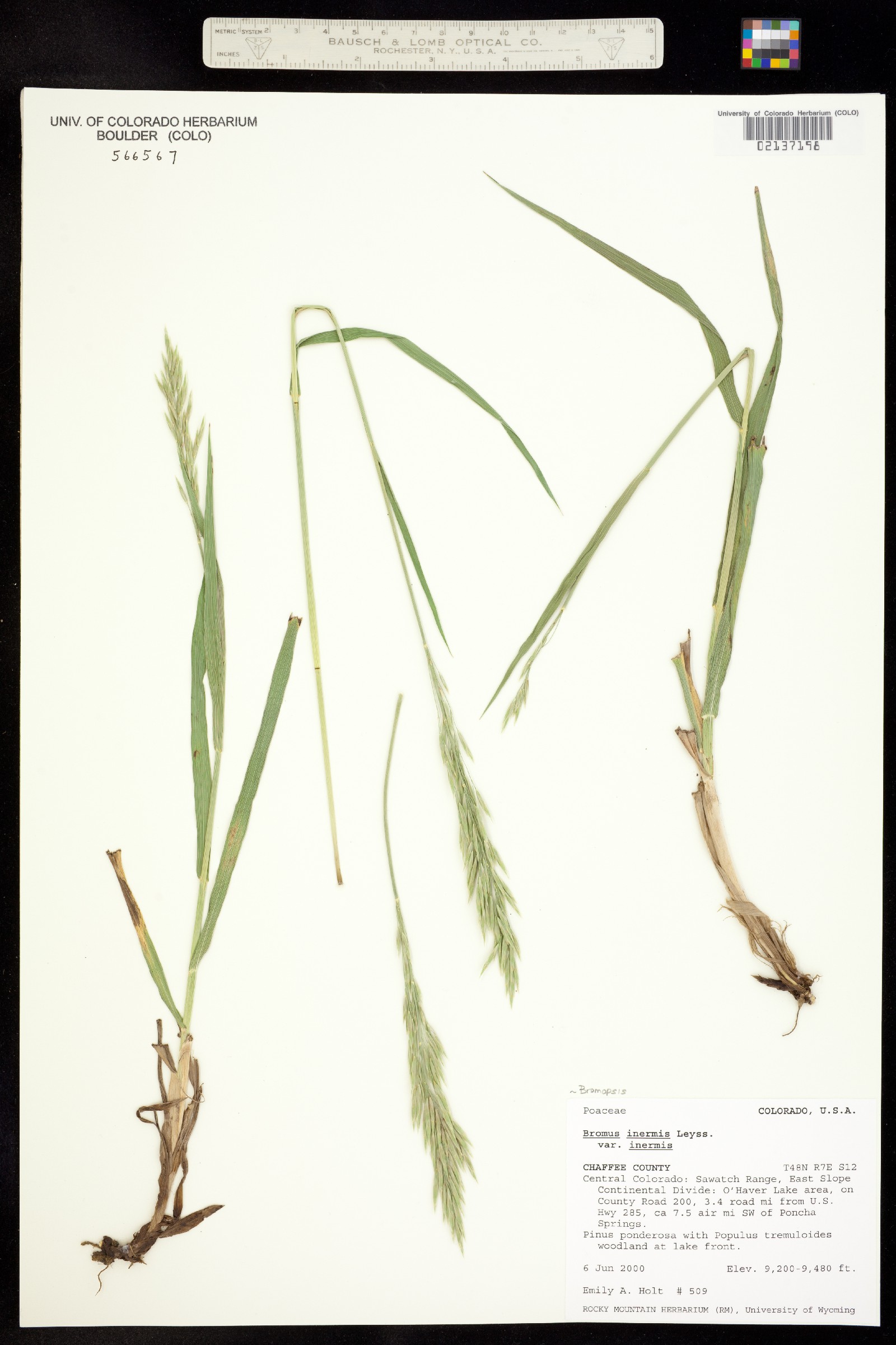 Bromus inermis image