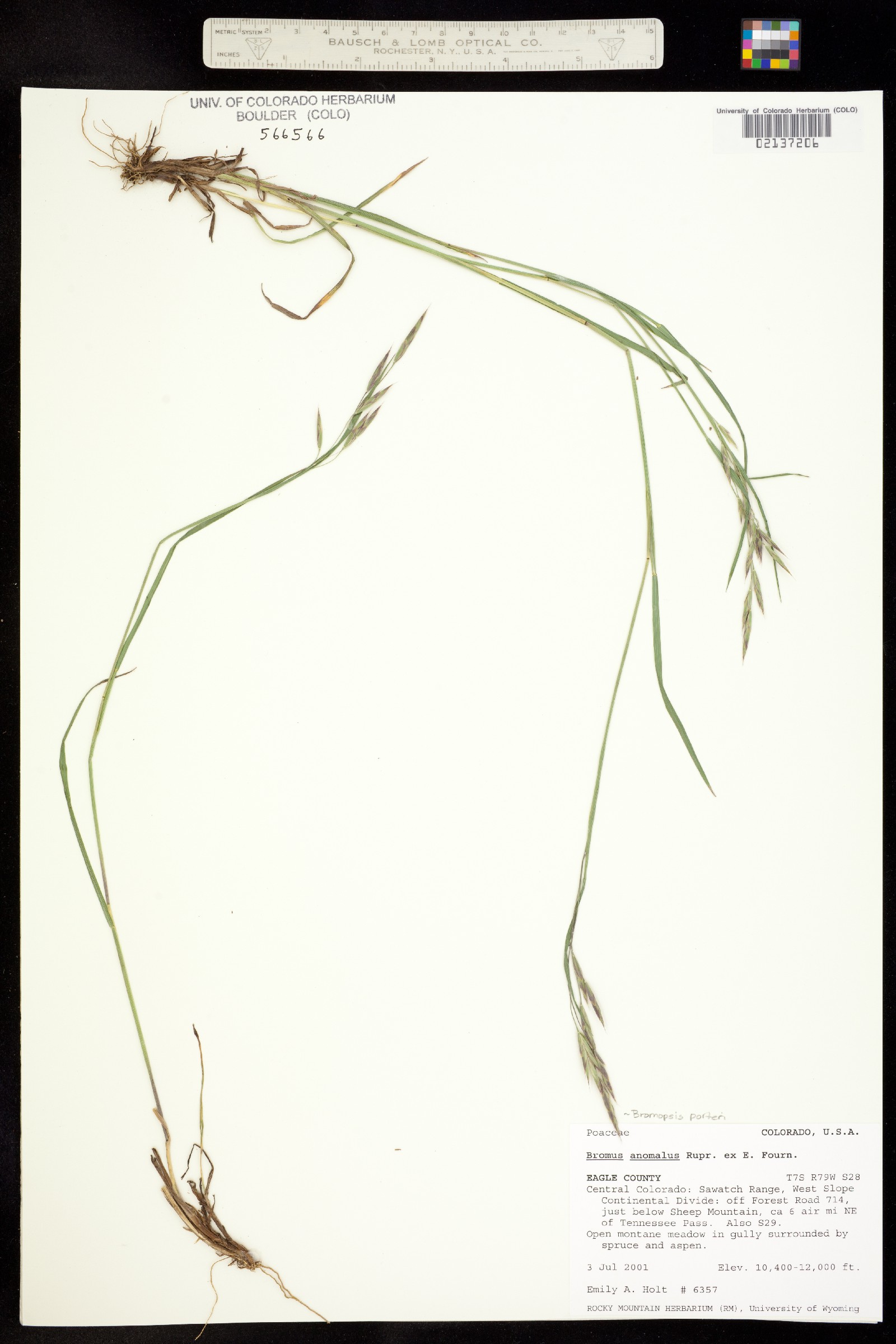 Bromus porteri image