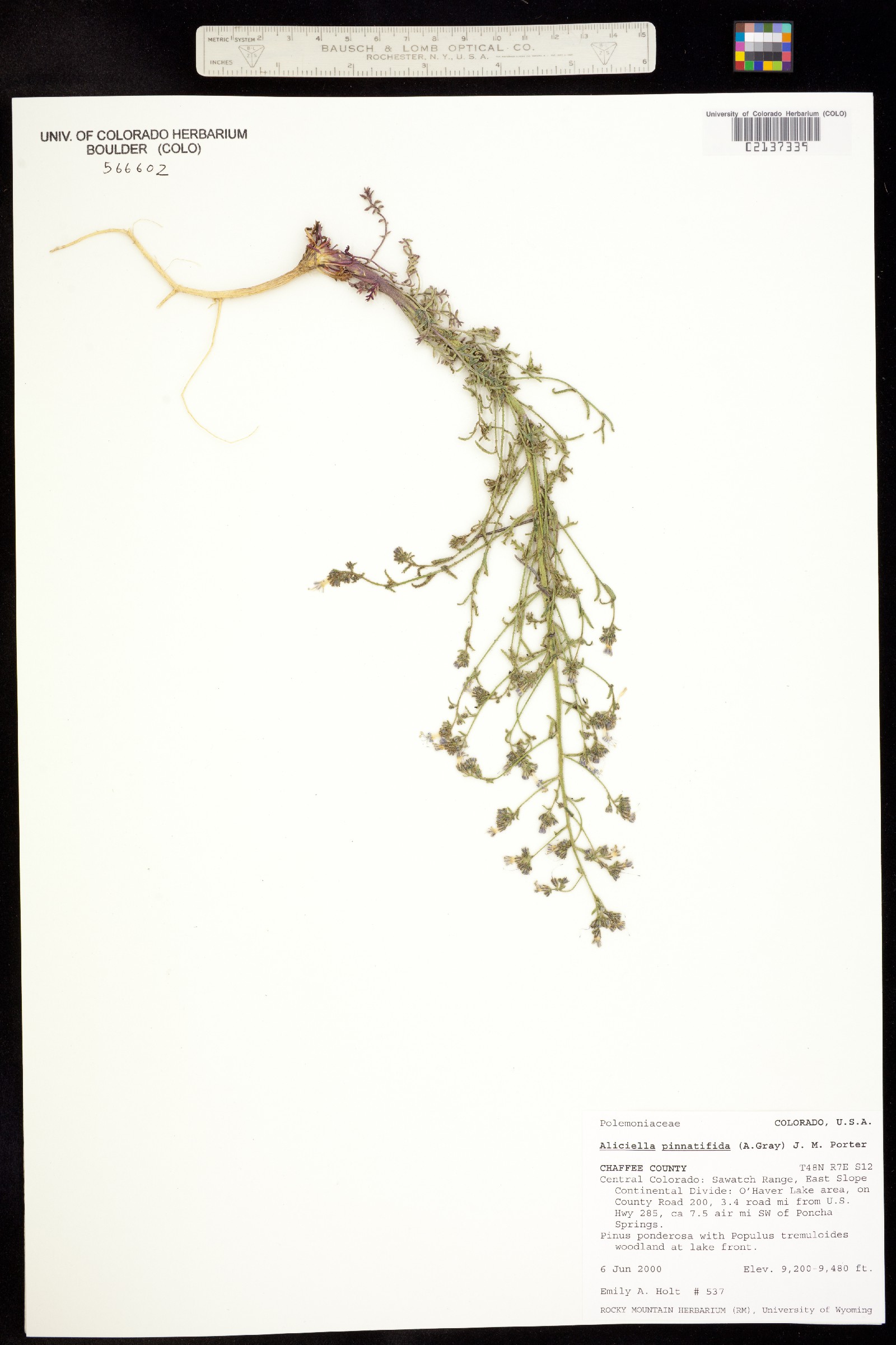 Aliciella pinnatifida image