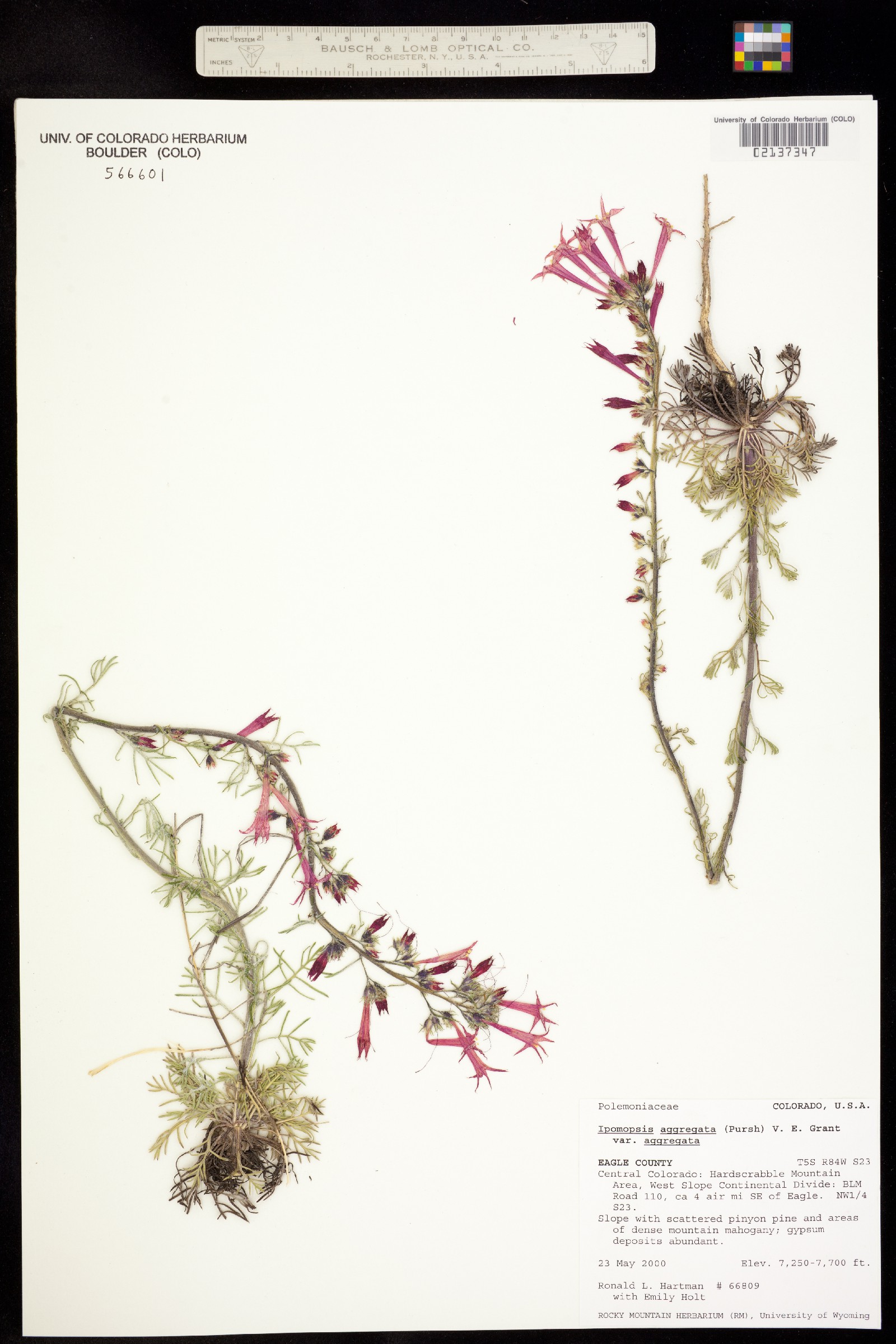 Ipomopsis aggregata ssp. aggregata image