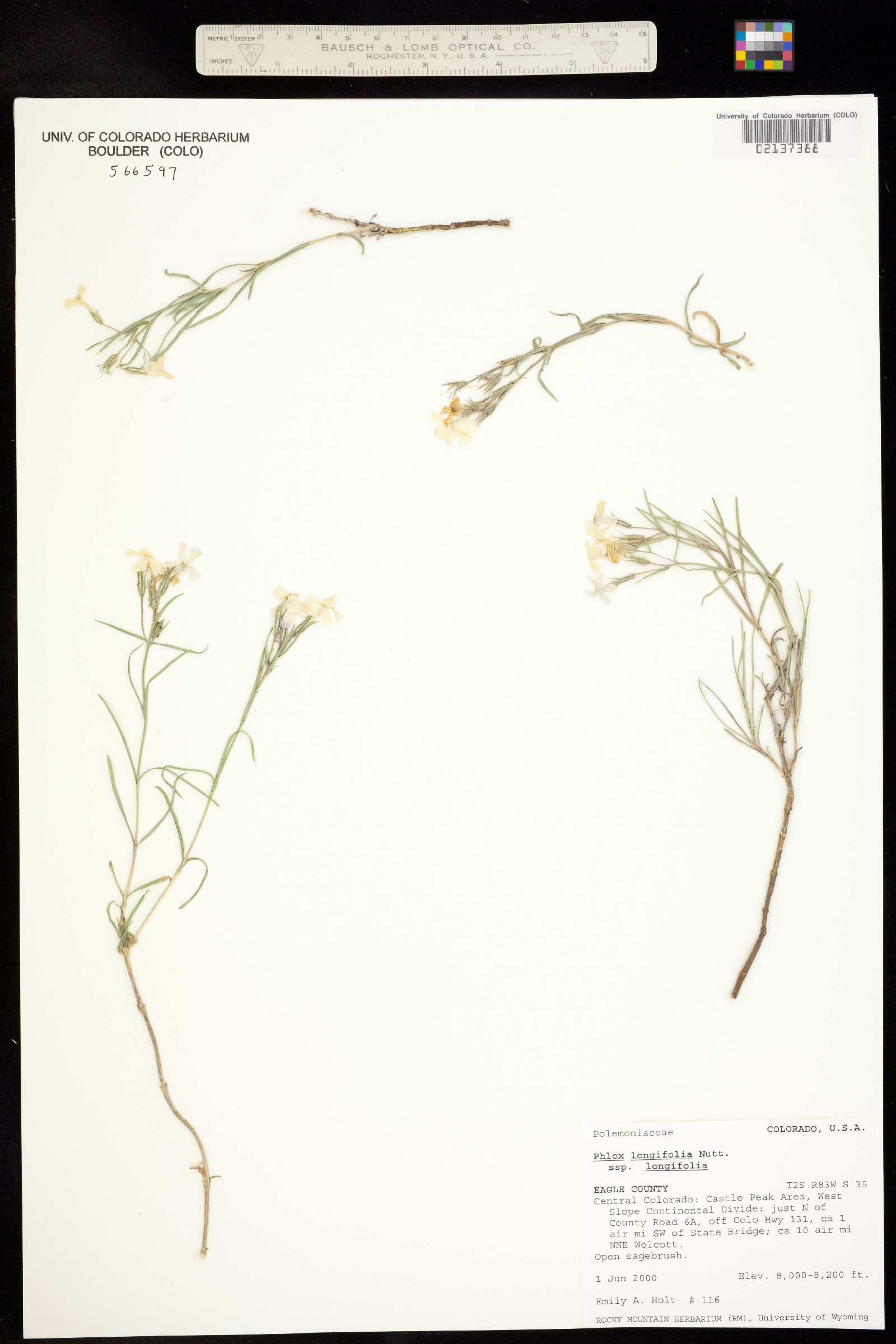 Phlox longifolia ssp. longifolia image