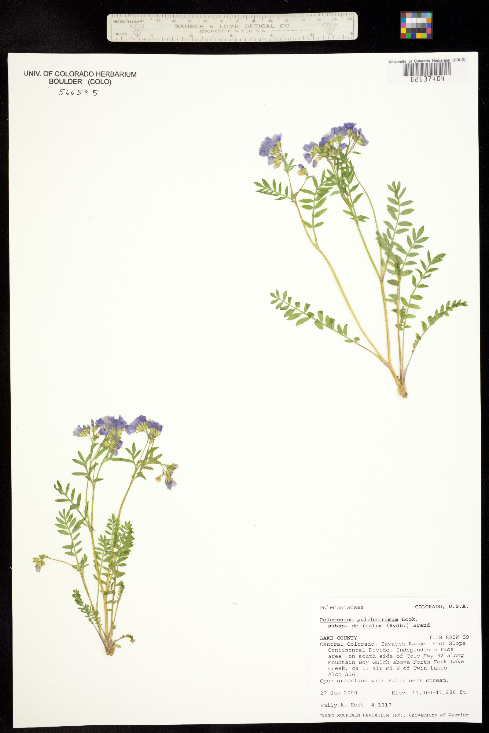 Polemonium pulcherrimum ssp. delicatum image