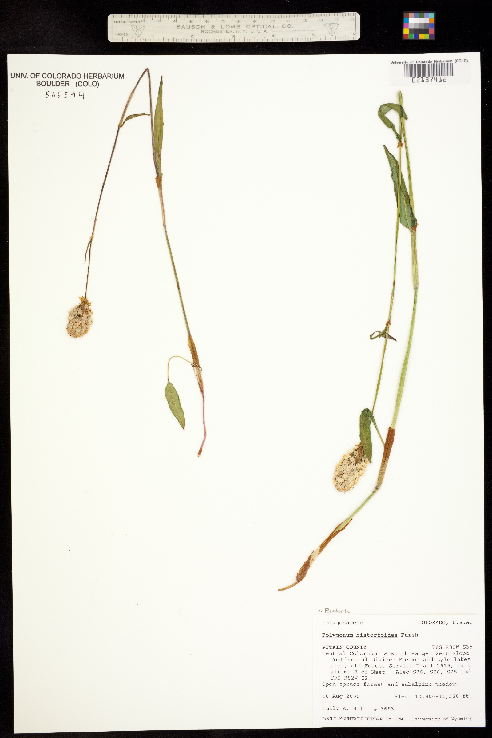 Bistorta bistortoides image