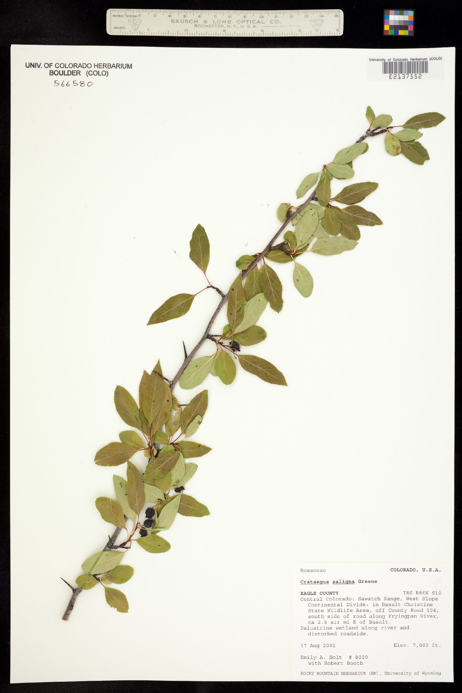Crataegus saligna image