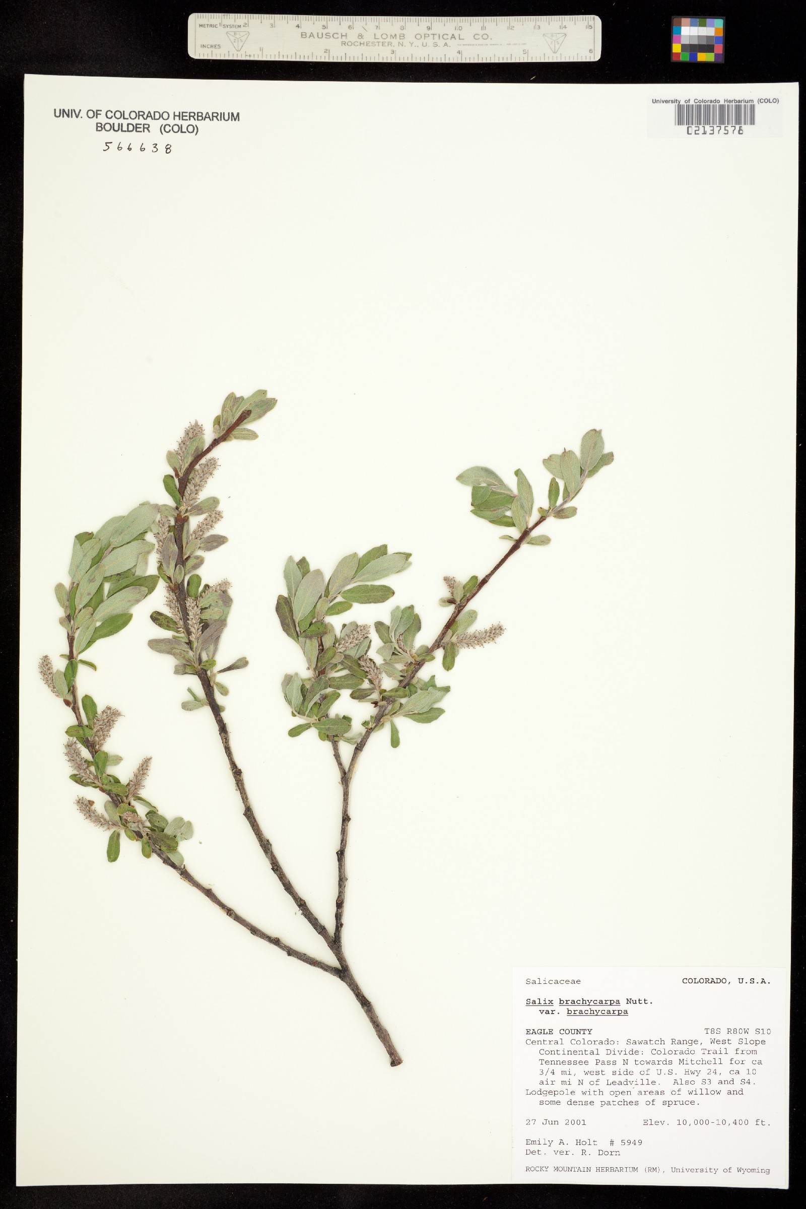 Salix brachycarpa var. brachycarpa image