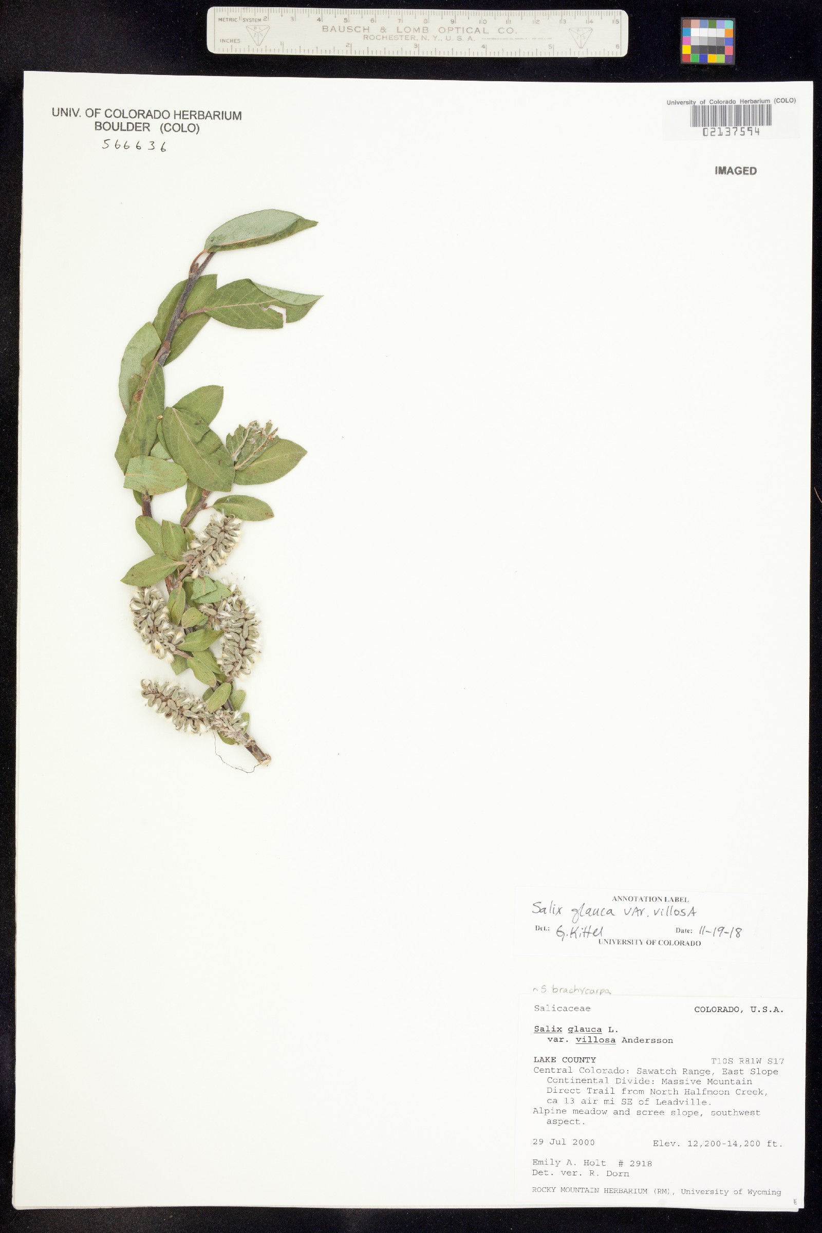 Salix glauca var. villosa image