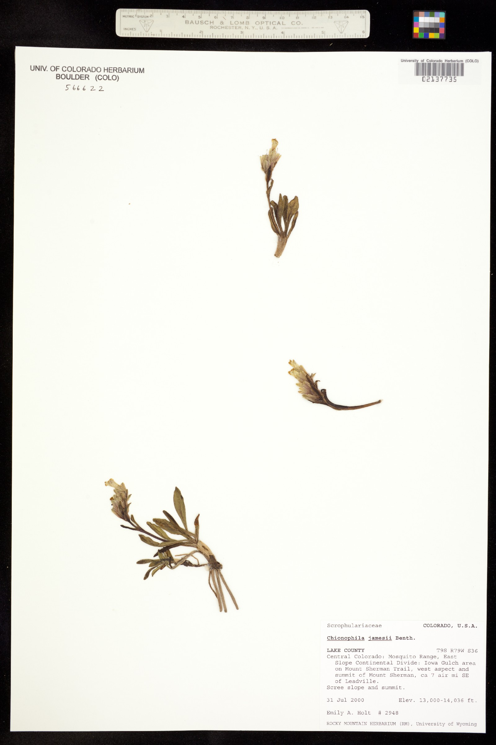 Chionophila jamesii image