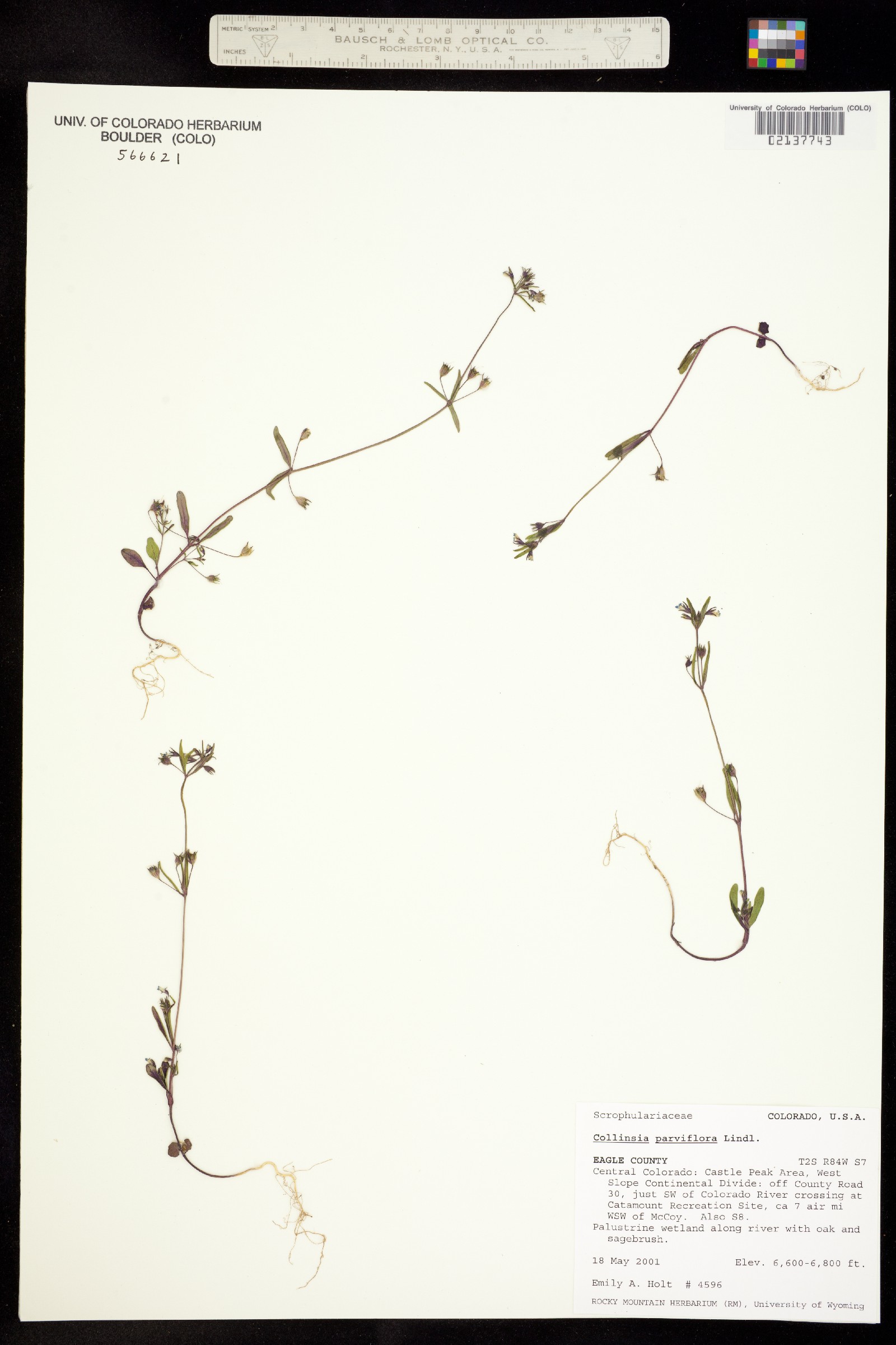 Collinsia parviflora image
