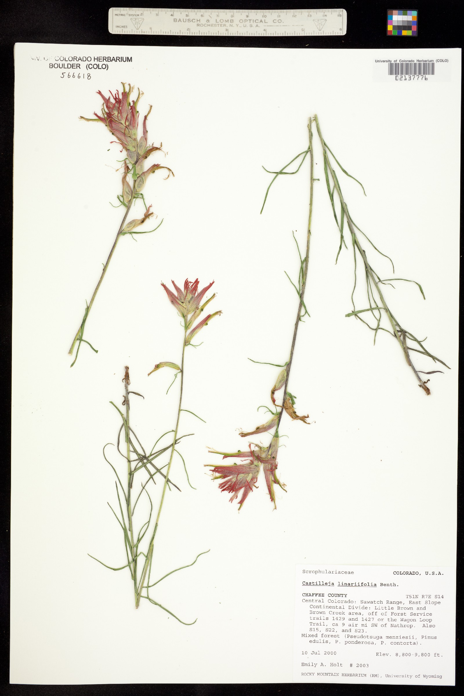 Castilleja linariifolia image