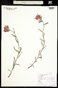 Castilleja miniata ssp. miniata image