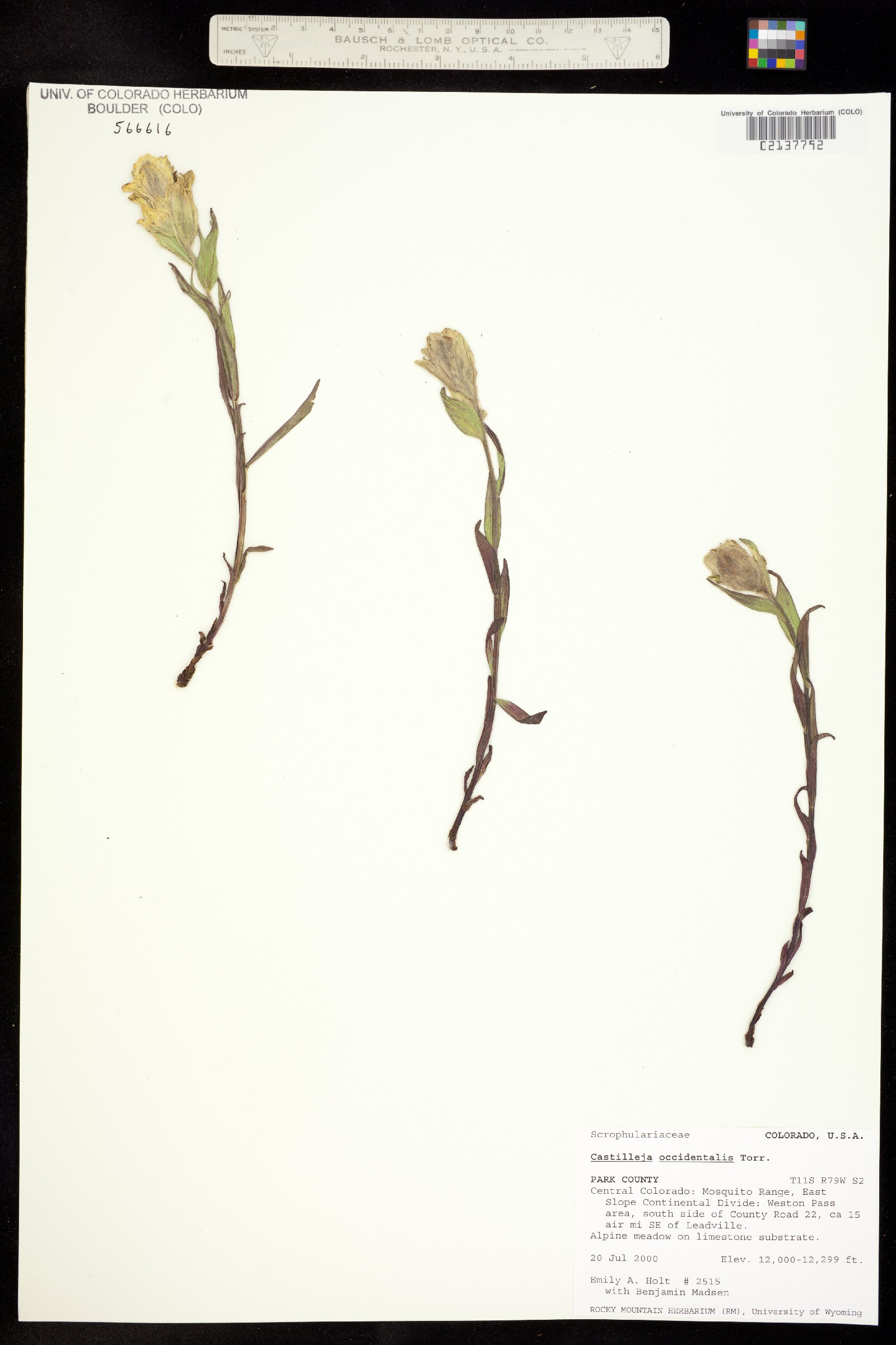 Castilleja occidentalis image