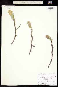 Castilleja occidentalis image
