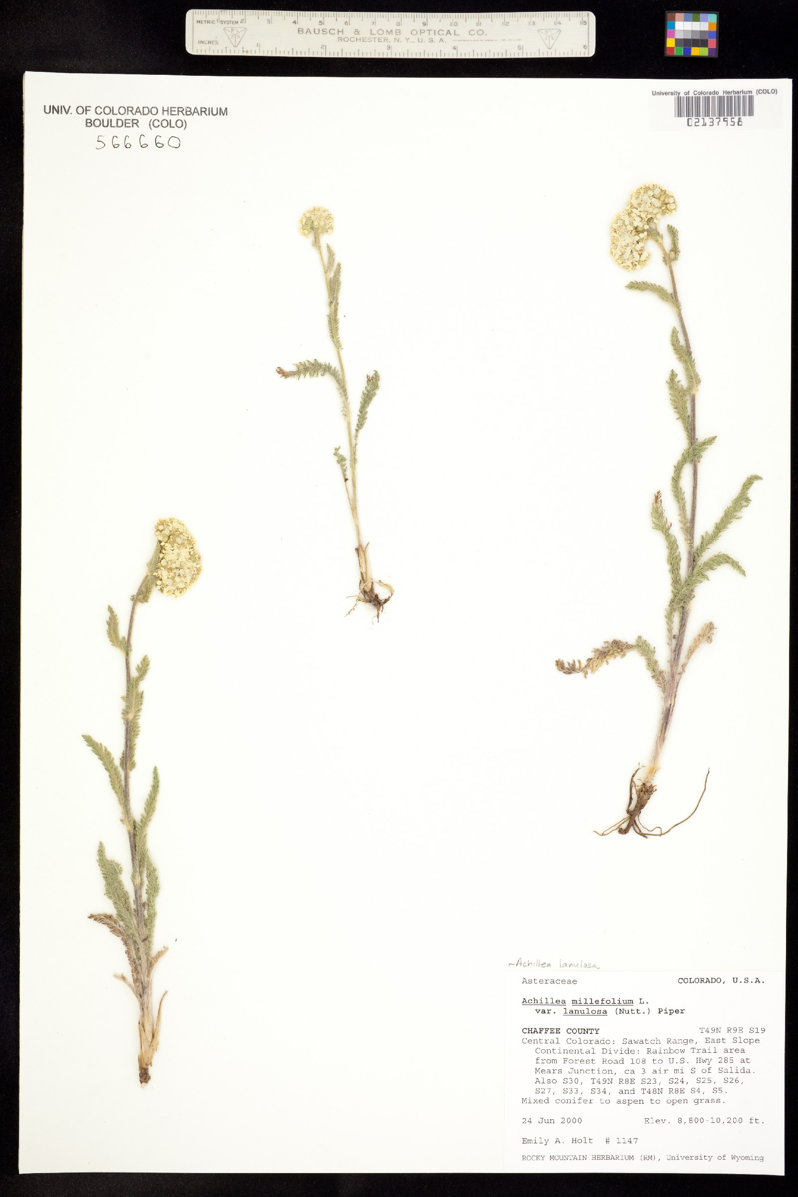 Achillea millefolium image